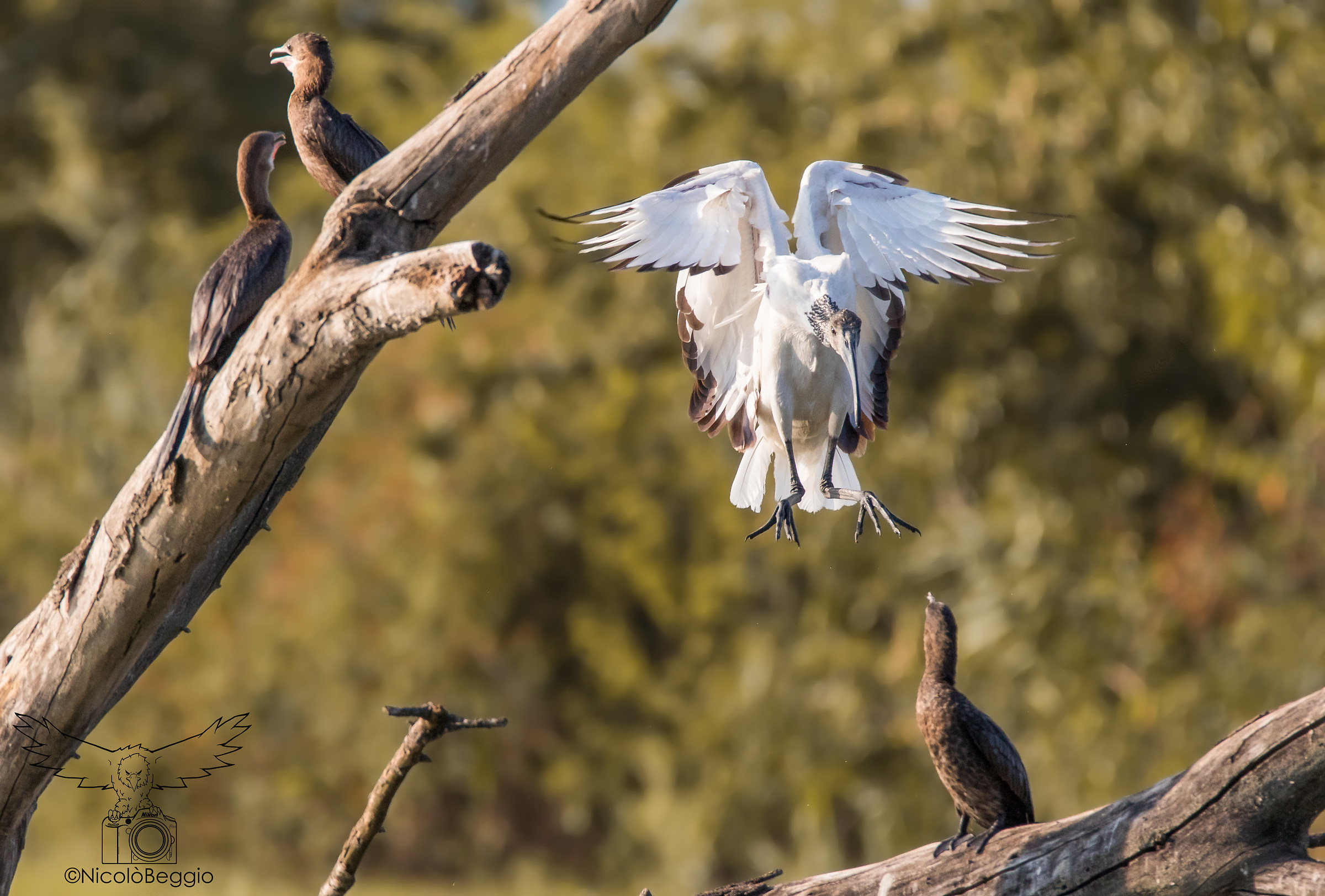 Ibis Sacro rivendica il trono