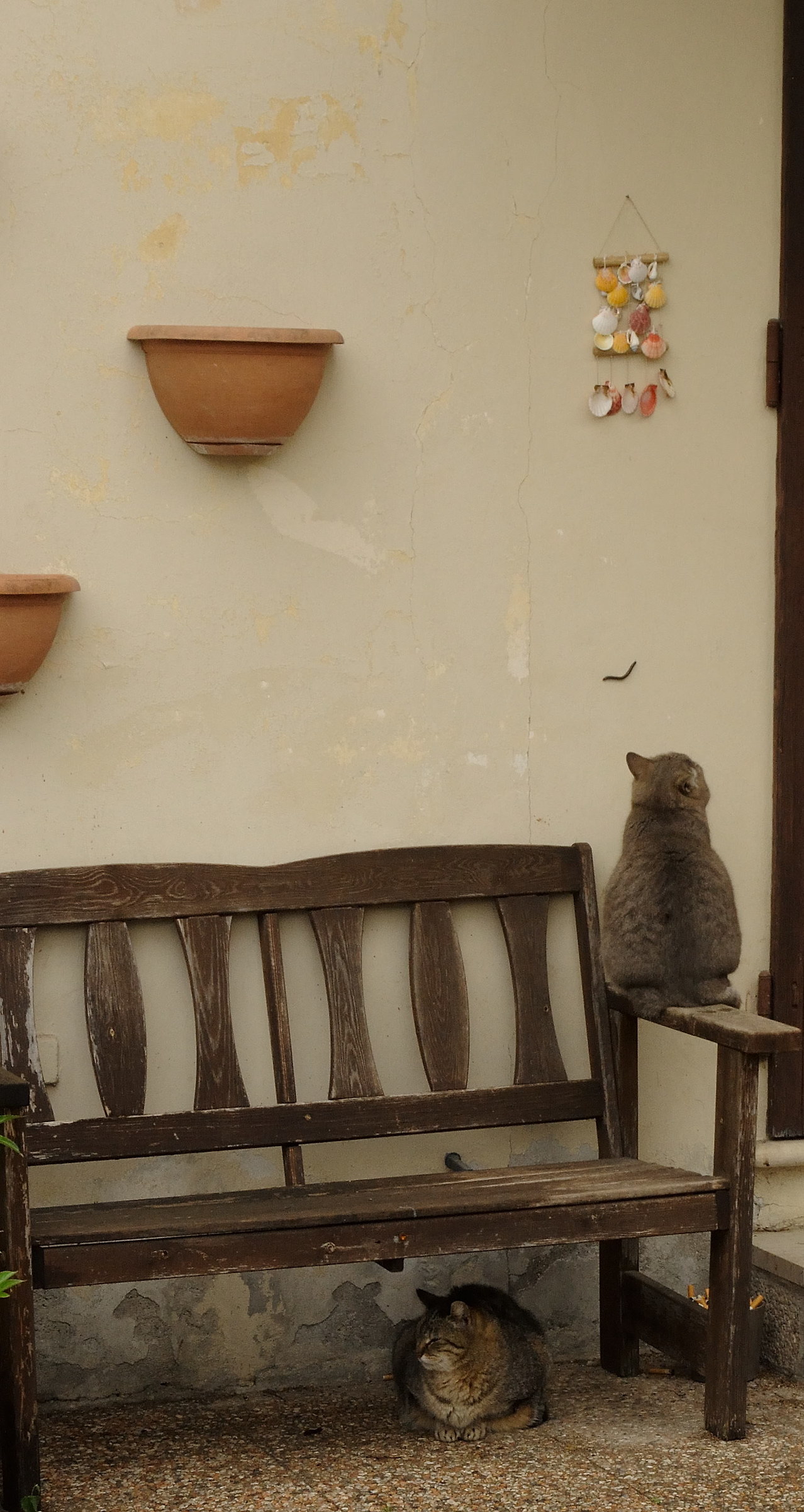 Gatti che sanno vivere