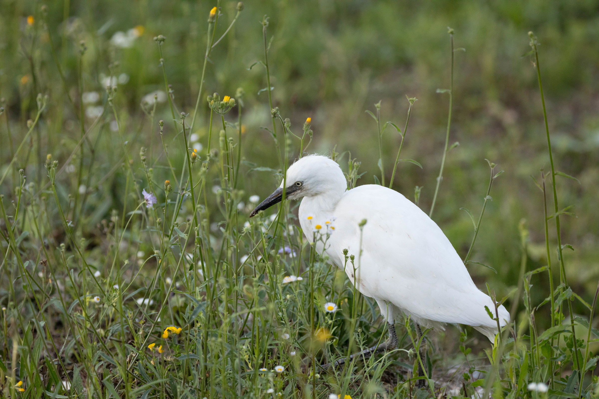 Young Heron Egret looks oxen or ???