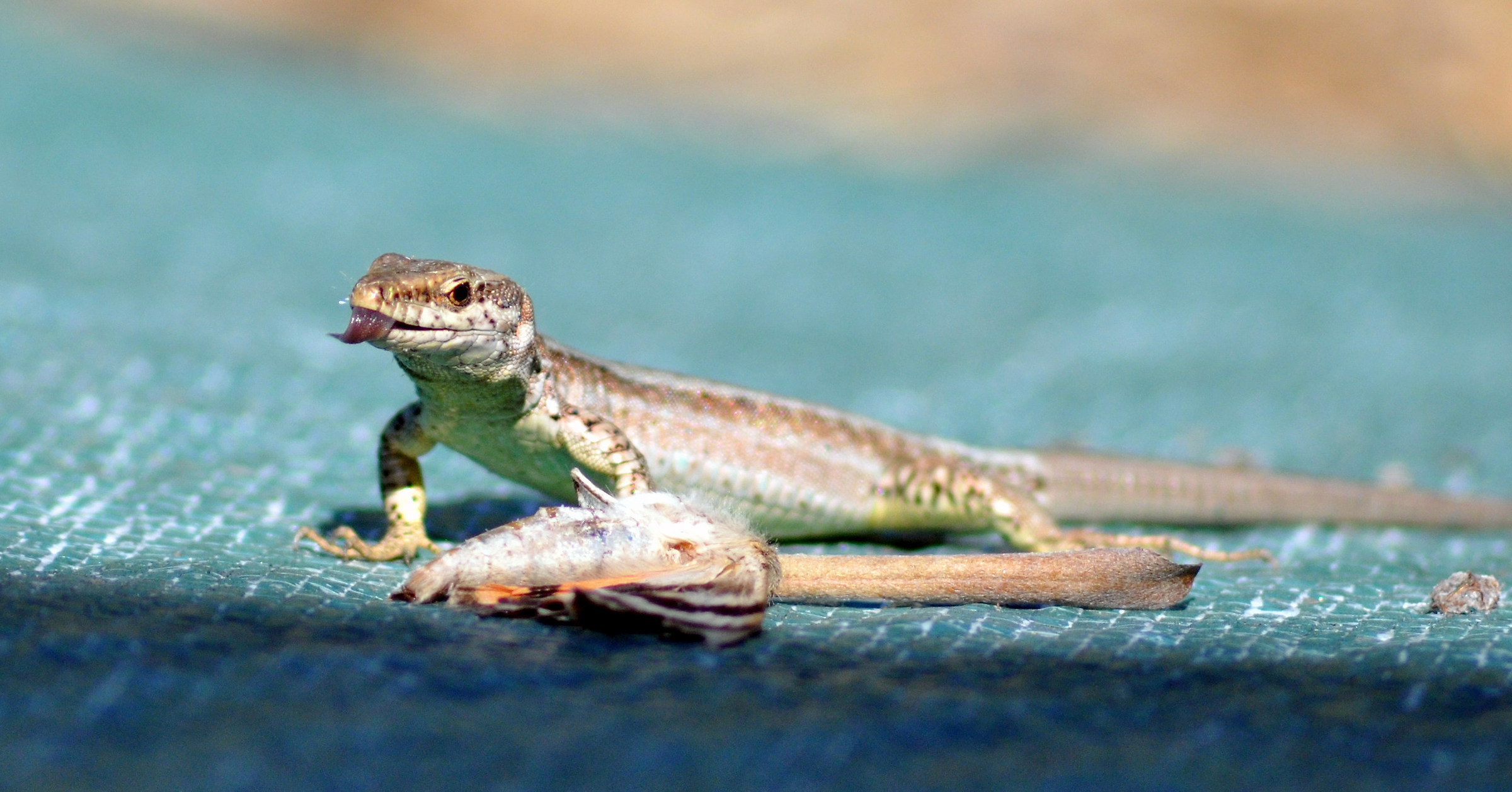 Lizard eating a butterfly, good appetite !!