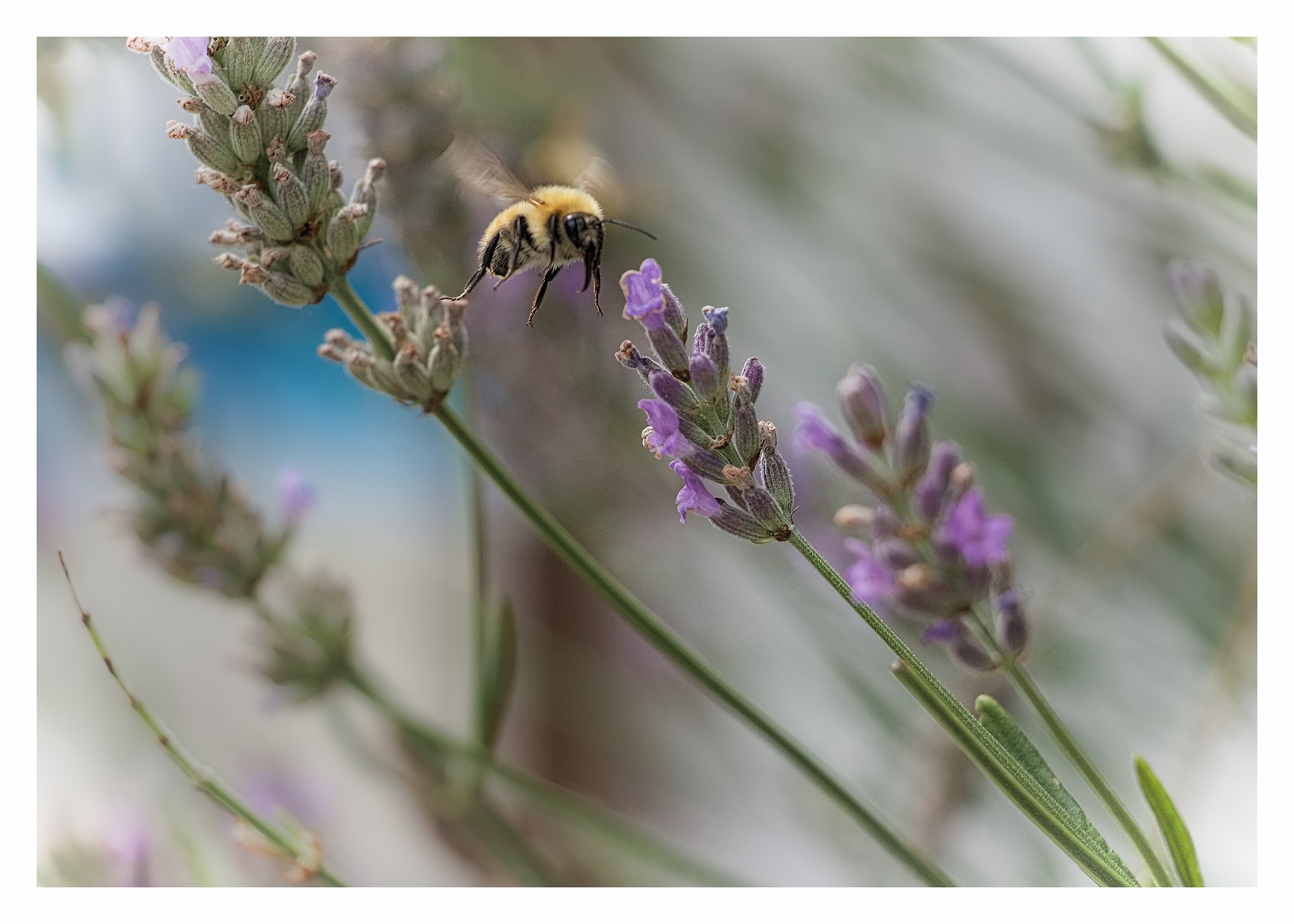 in flight on Lavender