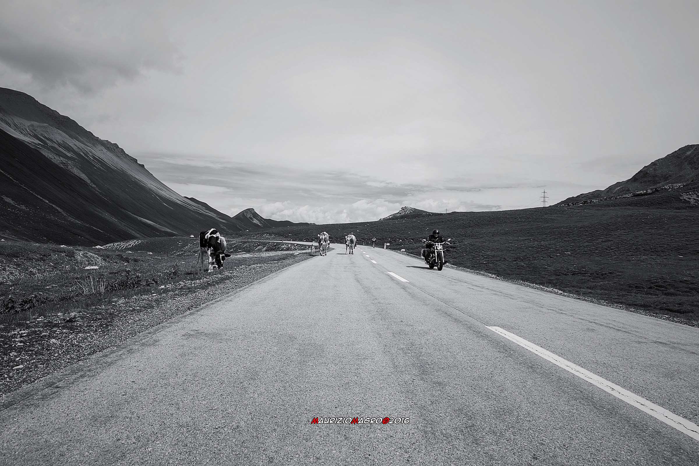 Born to be......muuuu