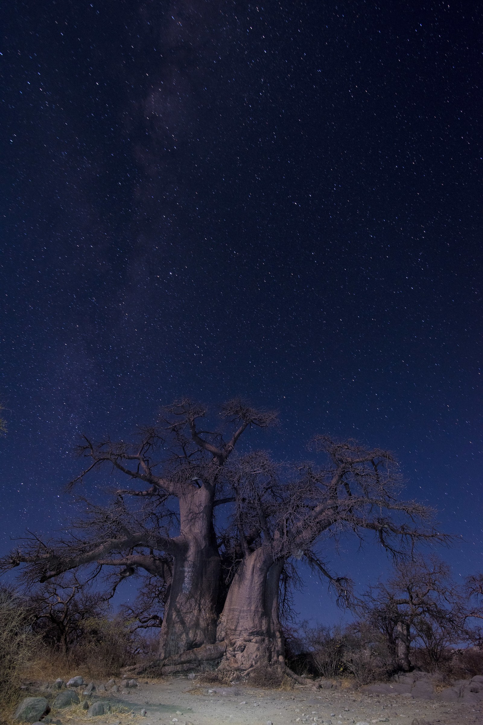 Baobab di Kubu island Makadigadi Pans National Park