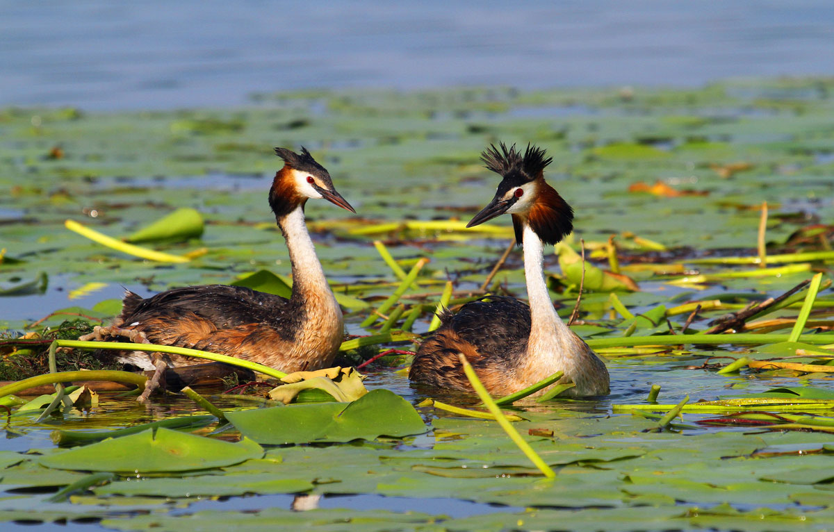 pair of grebes