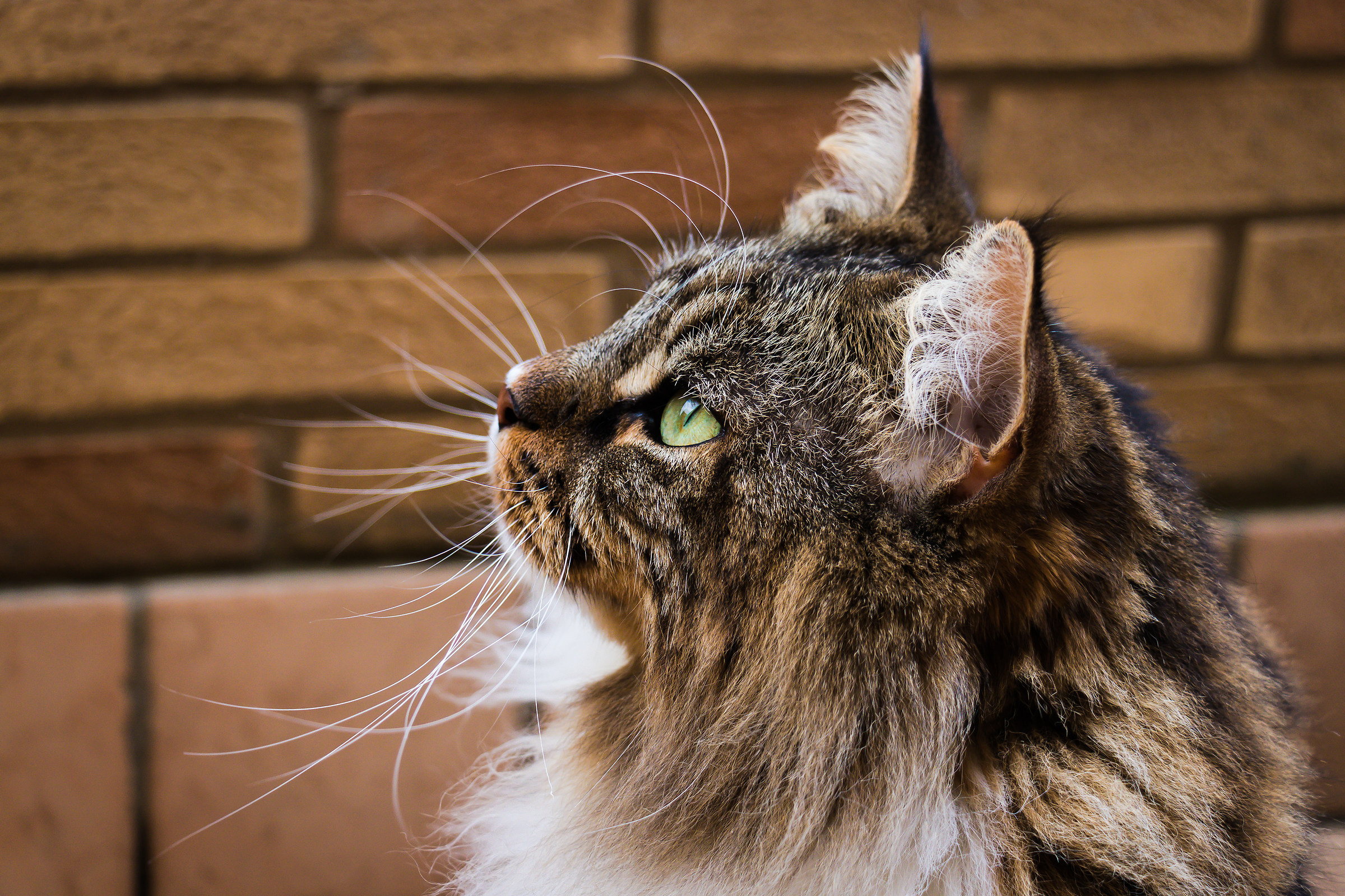 Cacciatore in azione