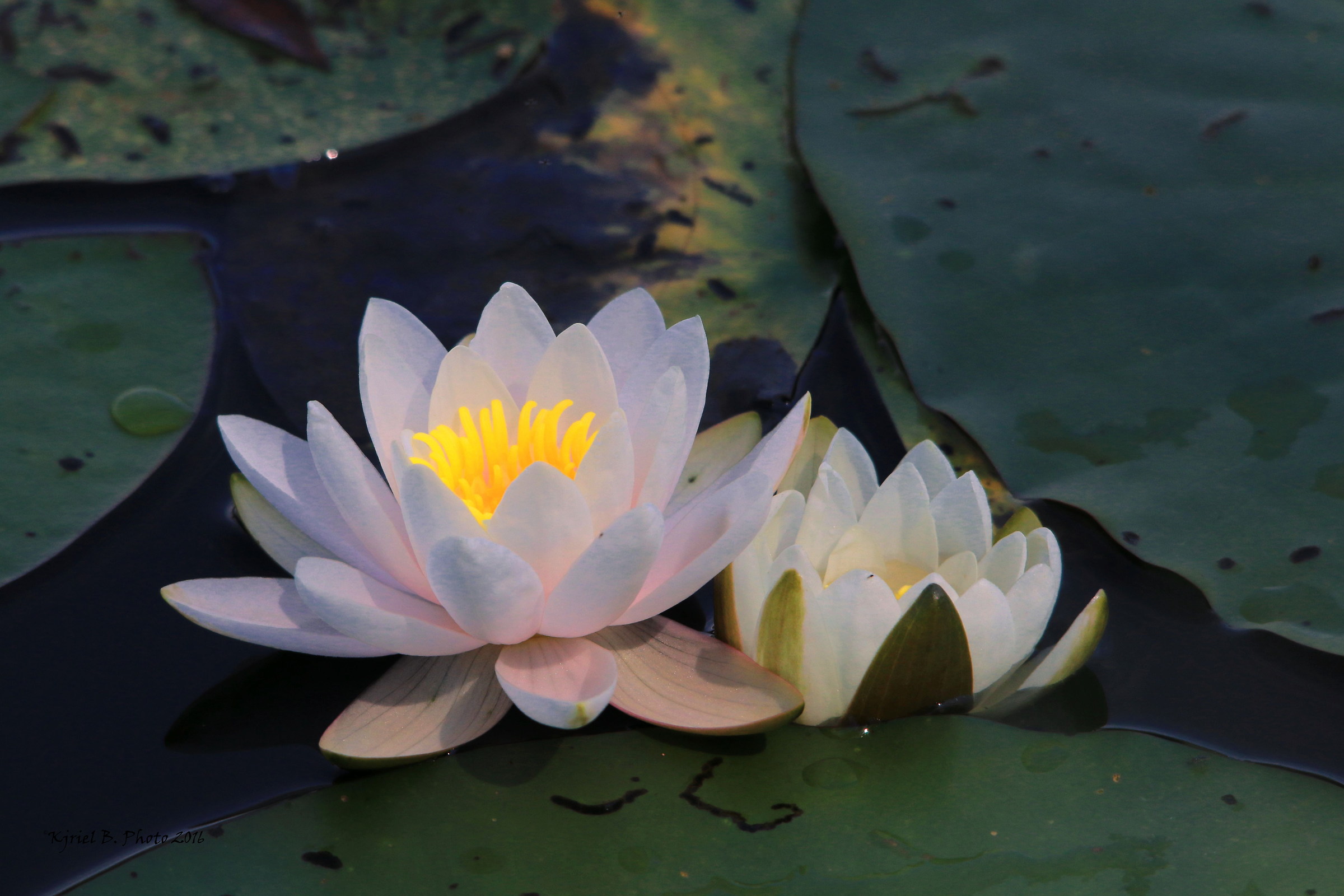 waterlilies