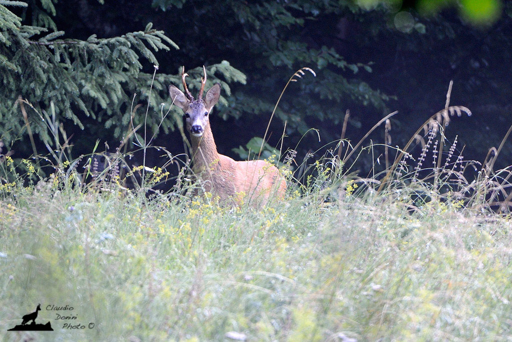 Roe early in the morning