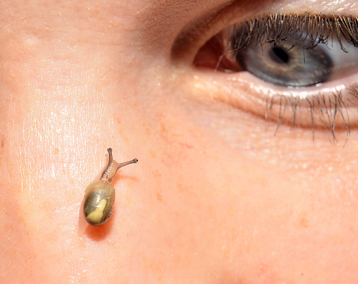 Eye on the snail