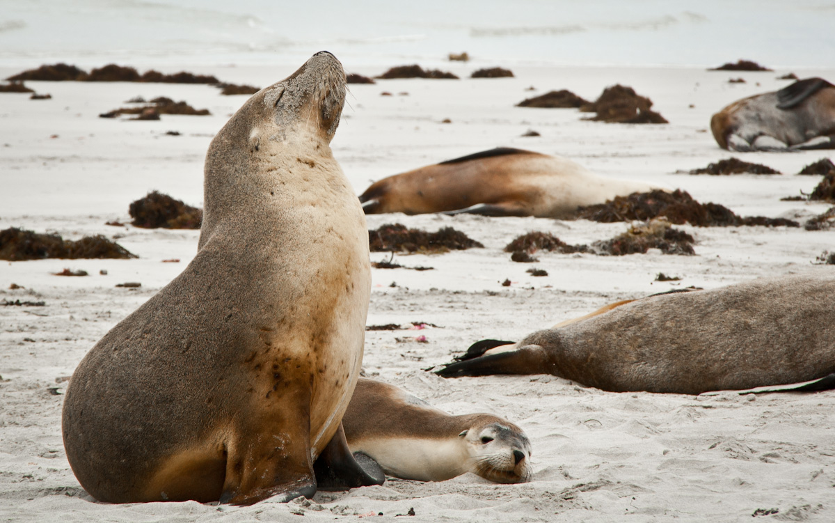 Leoni Marini a Kangaroo Island