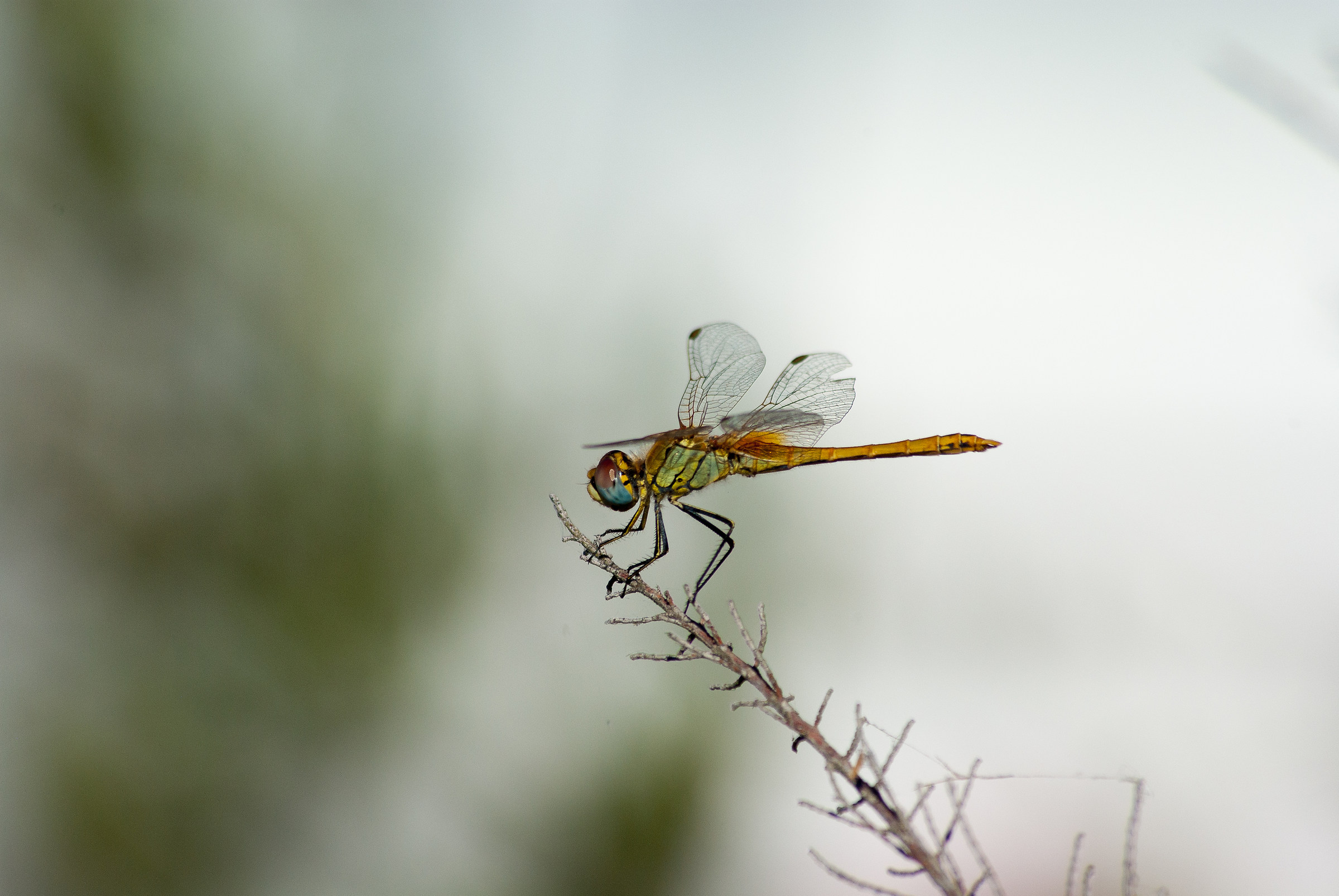 Dragonfly