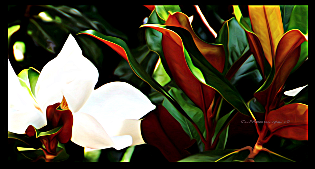 Fiori di Magnolia