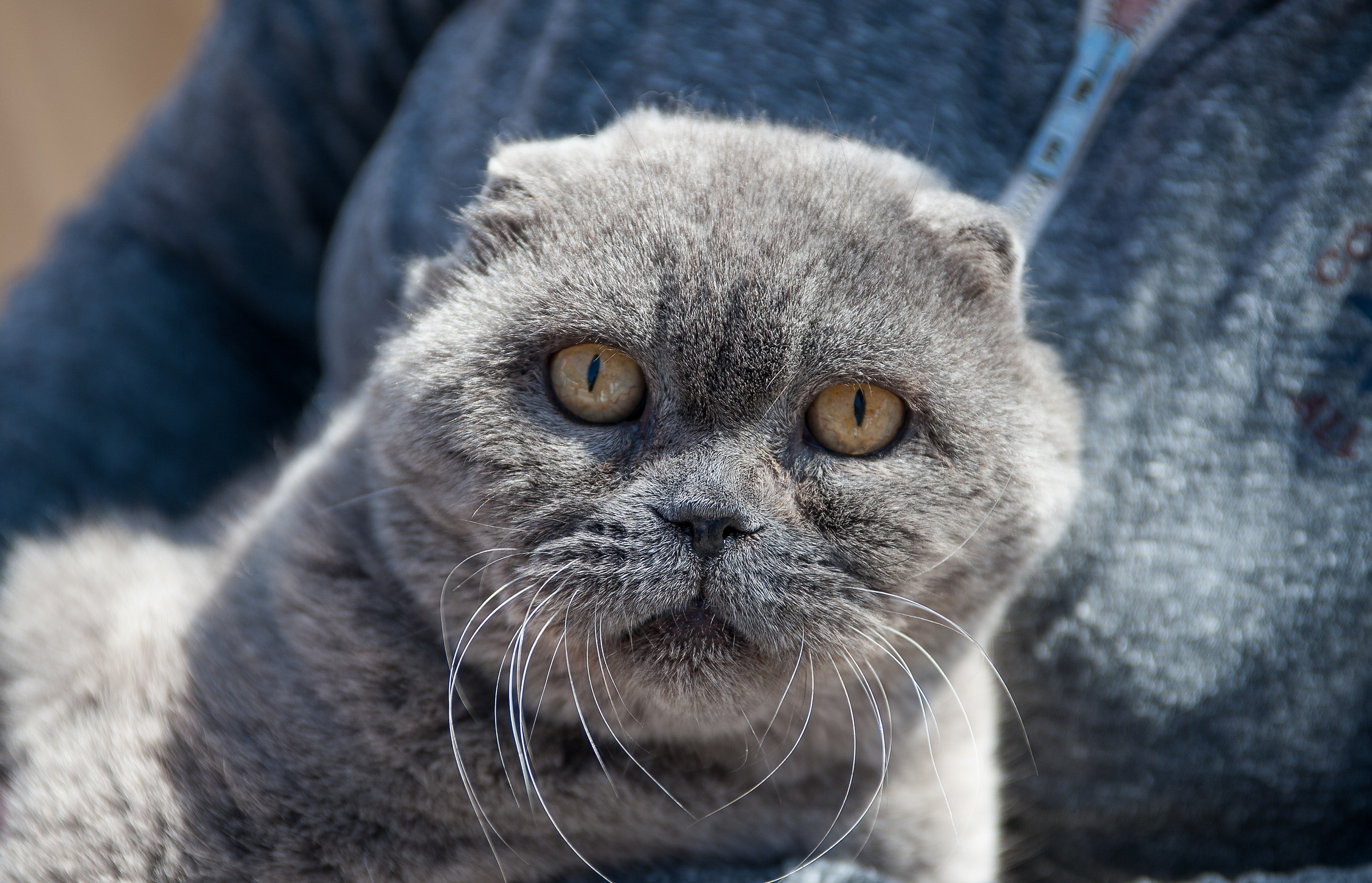 "Silvio" lo Scottish Fold