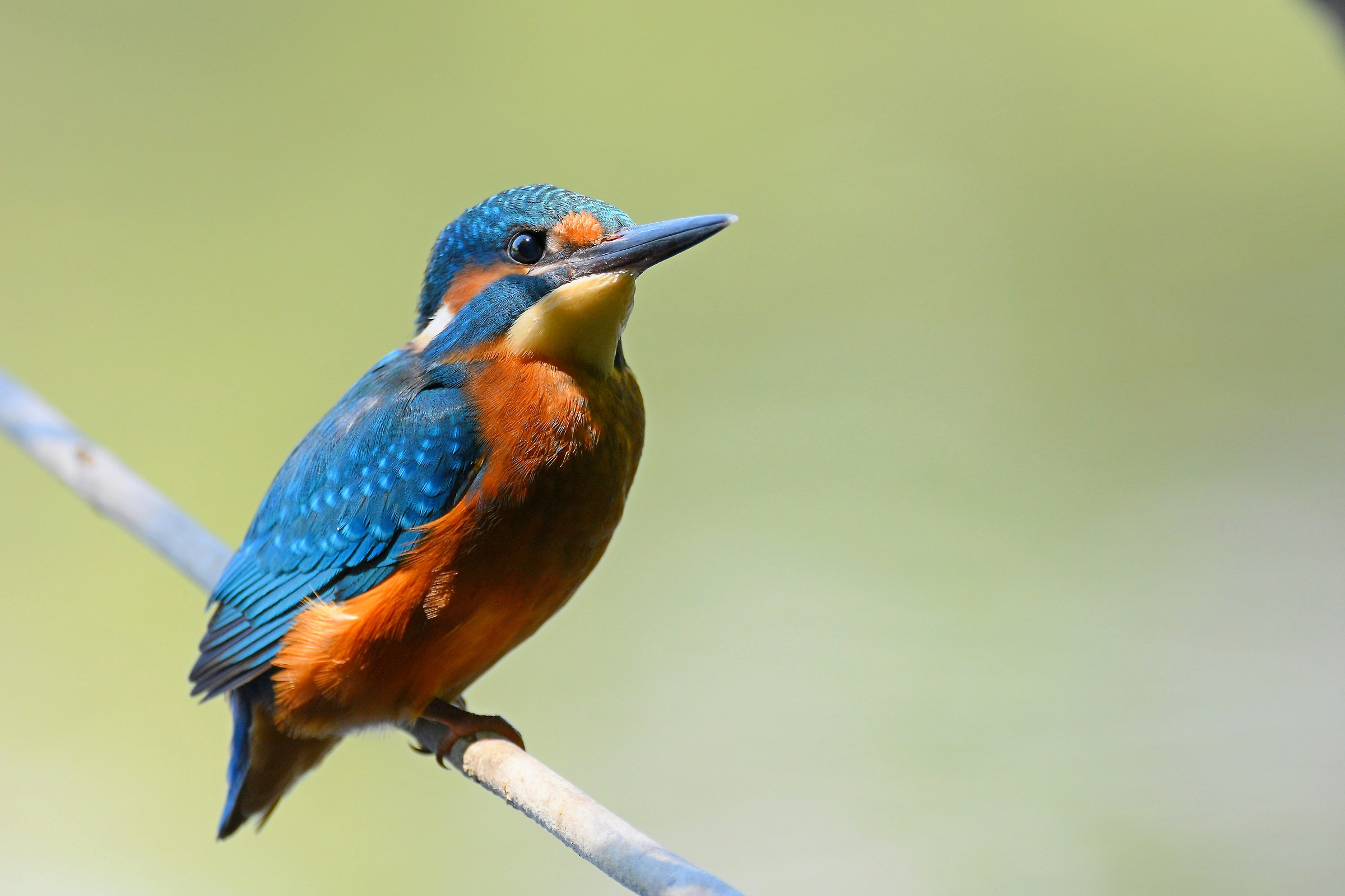 Kingfisher (M)