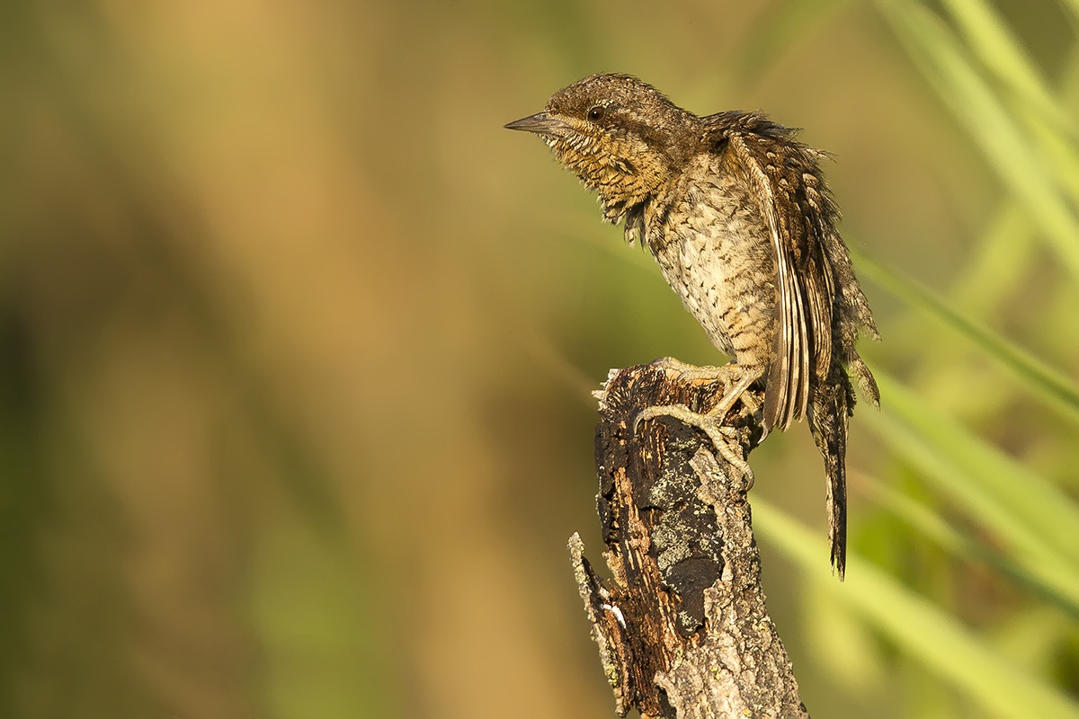 grow up I want to do the vulture