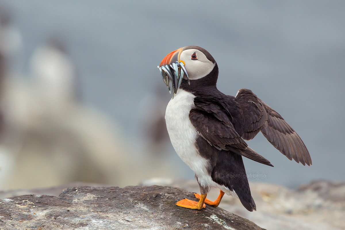 Puffins