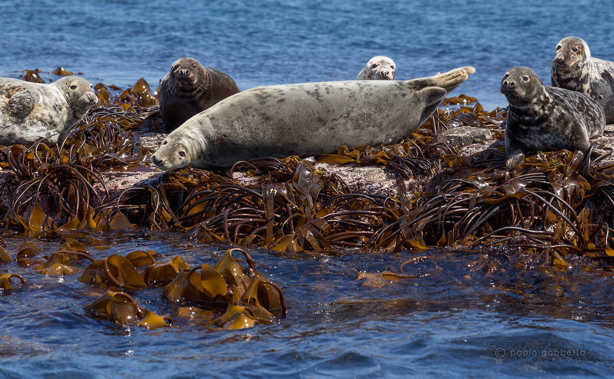Grey seals