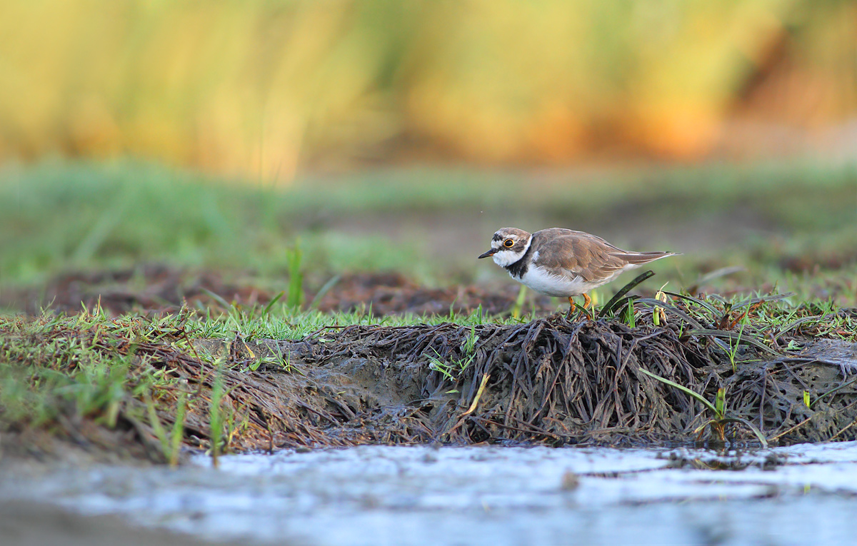 little Ringed Plover