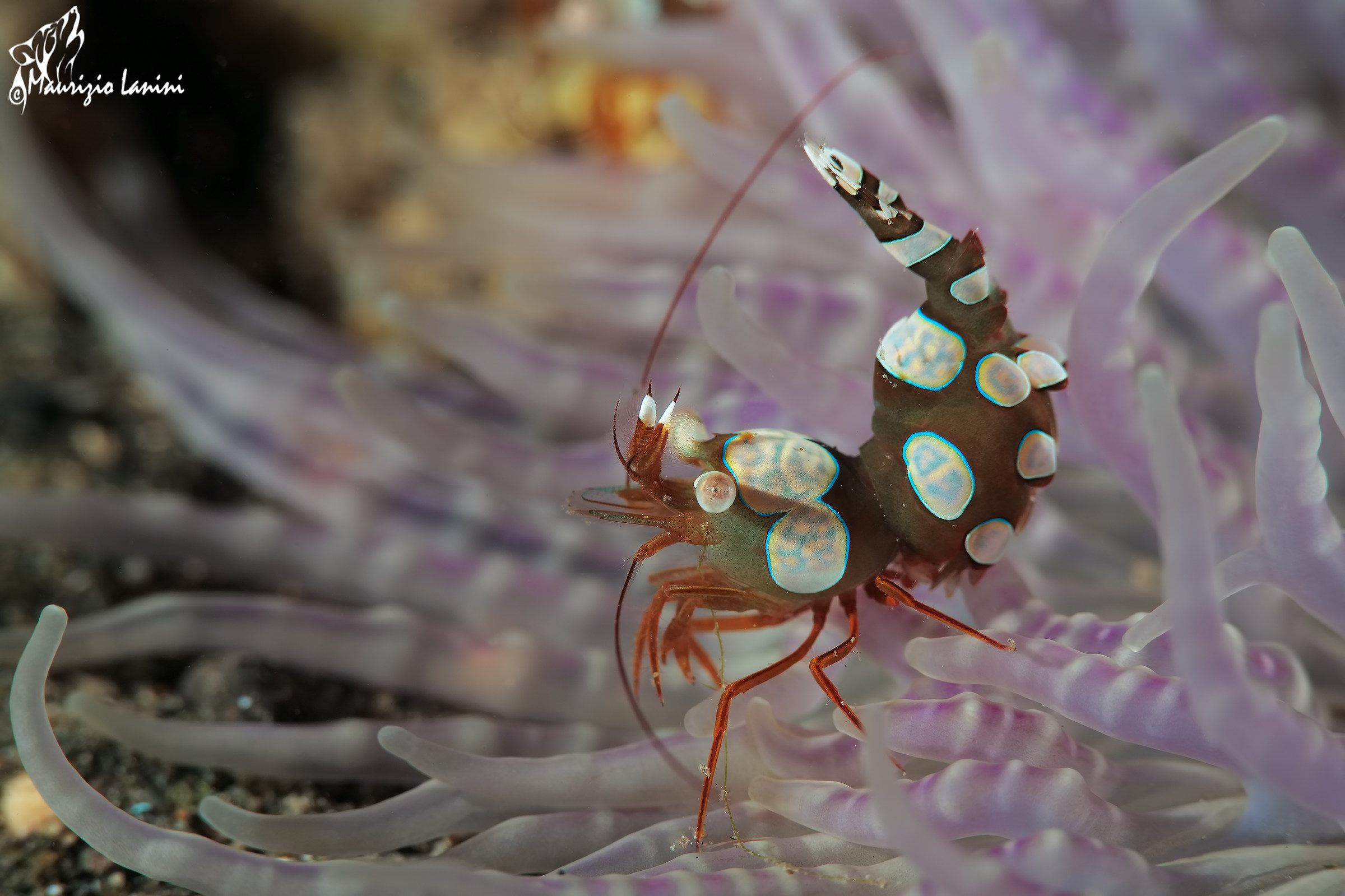 Sexy anemone shrimp