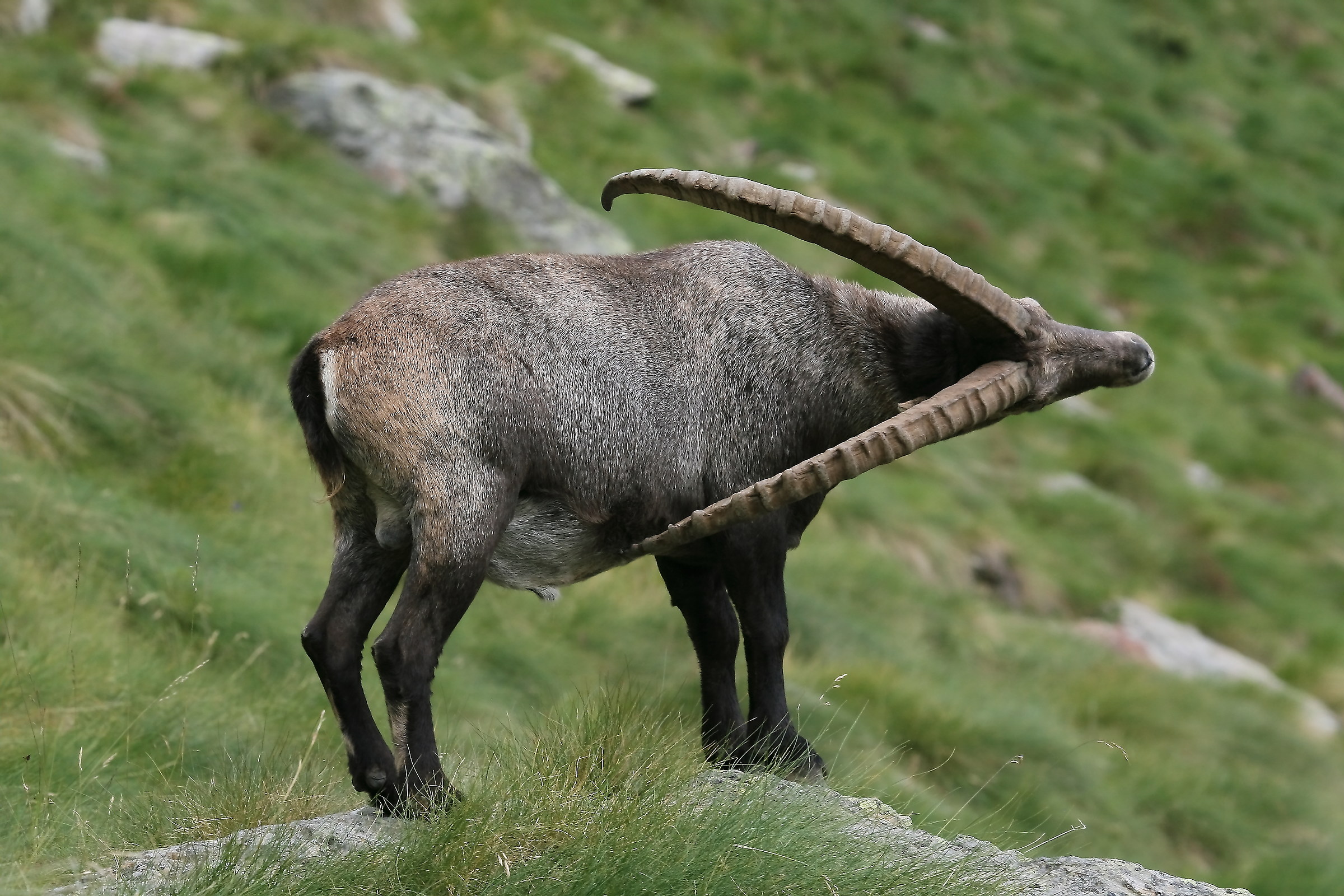 The arrow - Capra ibex