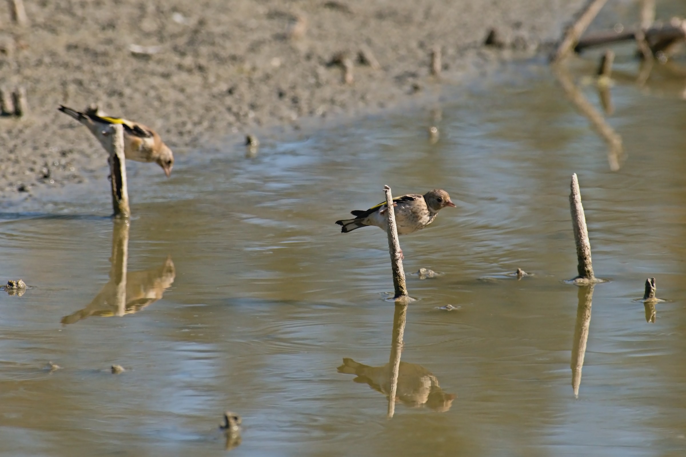 Cardellini all'abbeverata