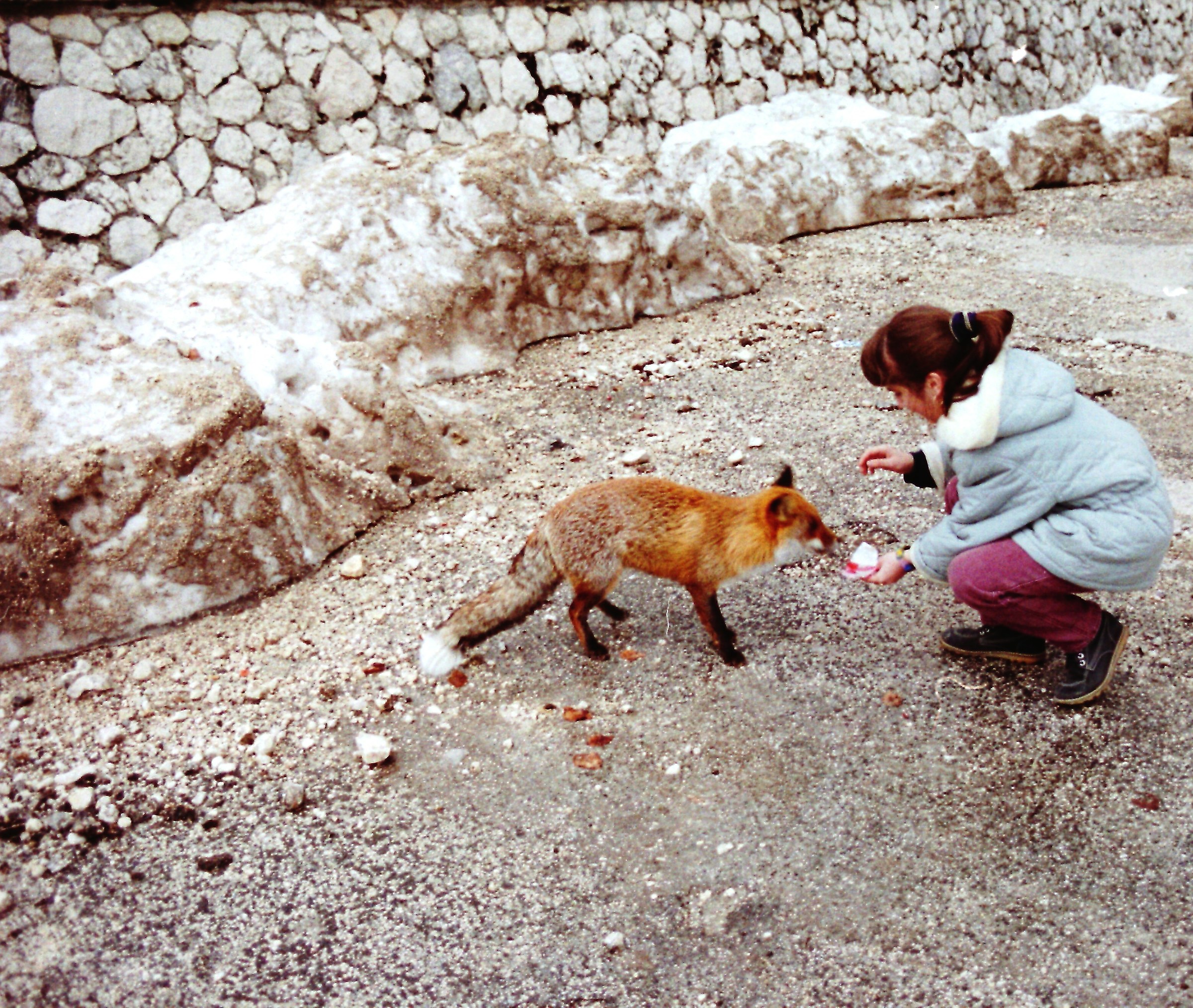 Sara and the Fox 01