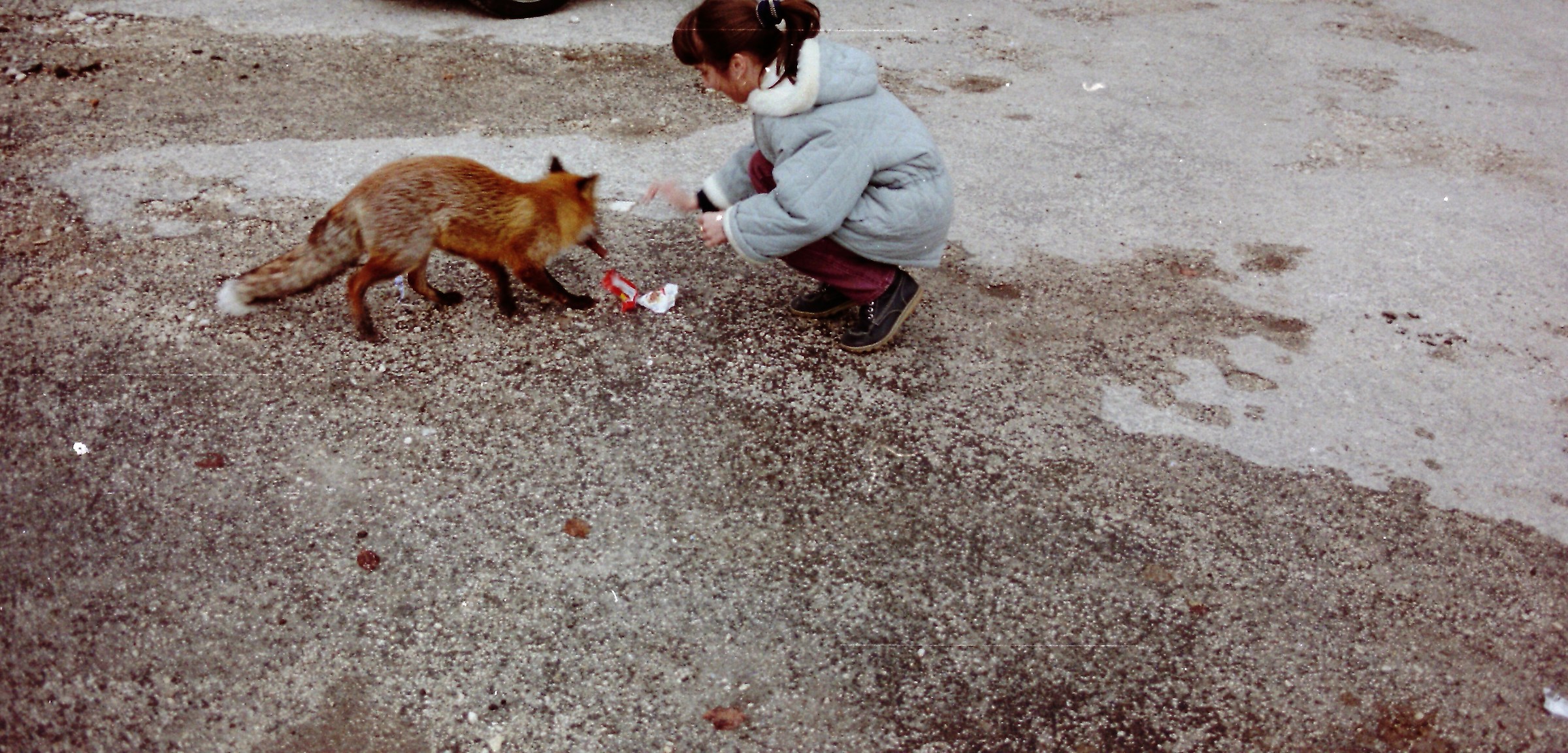 Sara and the Fox 03