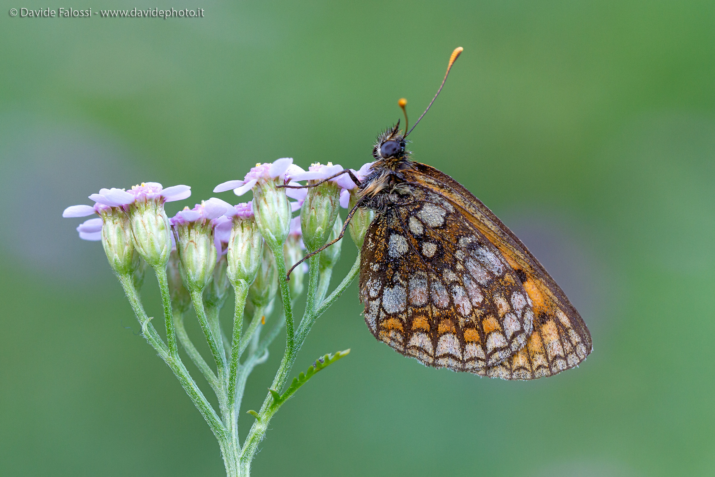 melitaea athalia