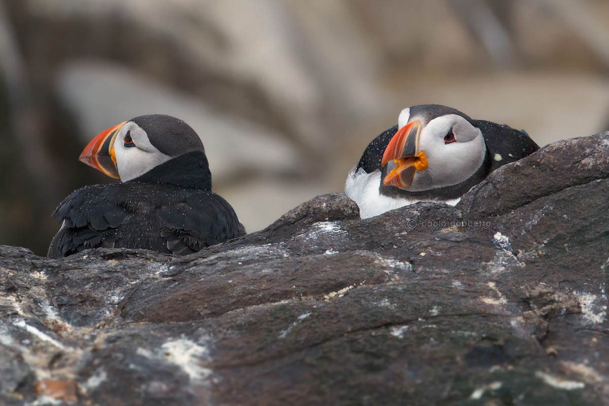 La maschera di pulcinella
