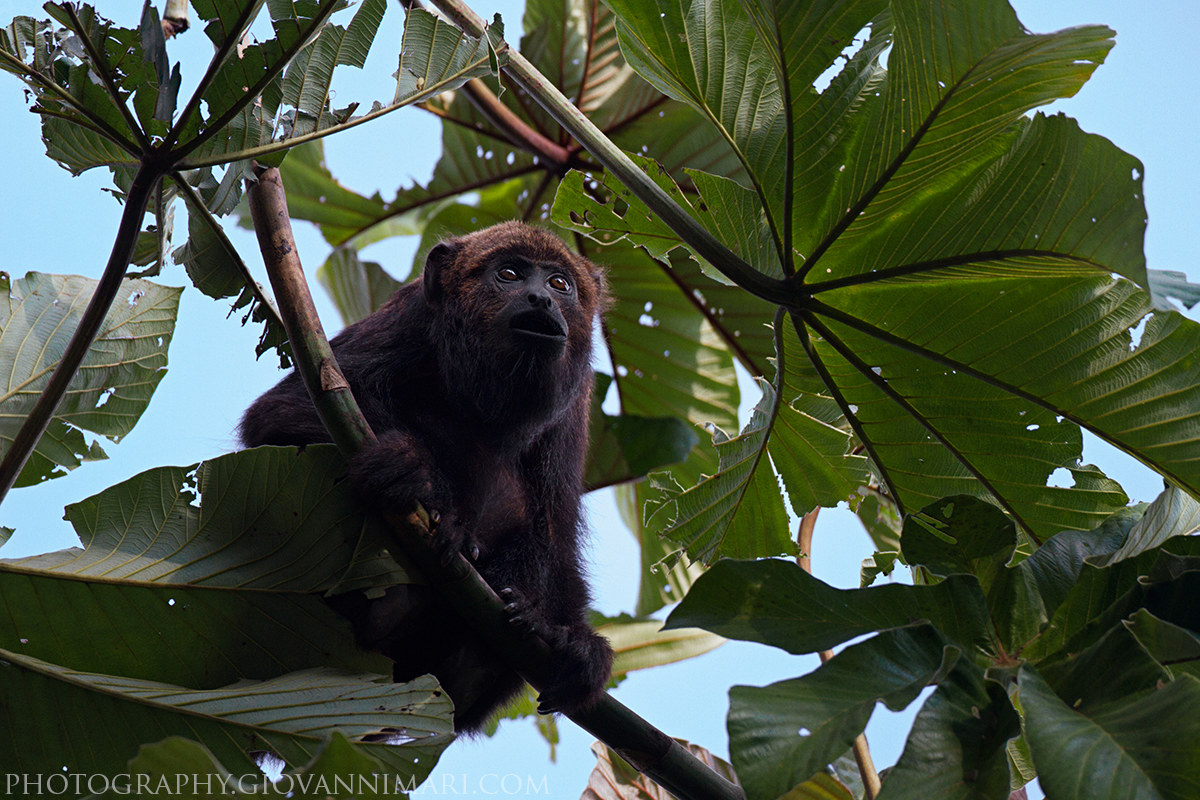 Howler Monkey Alouatta Guariba clamitans