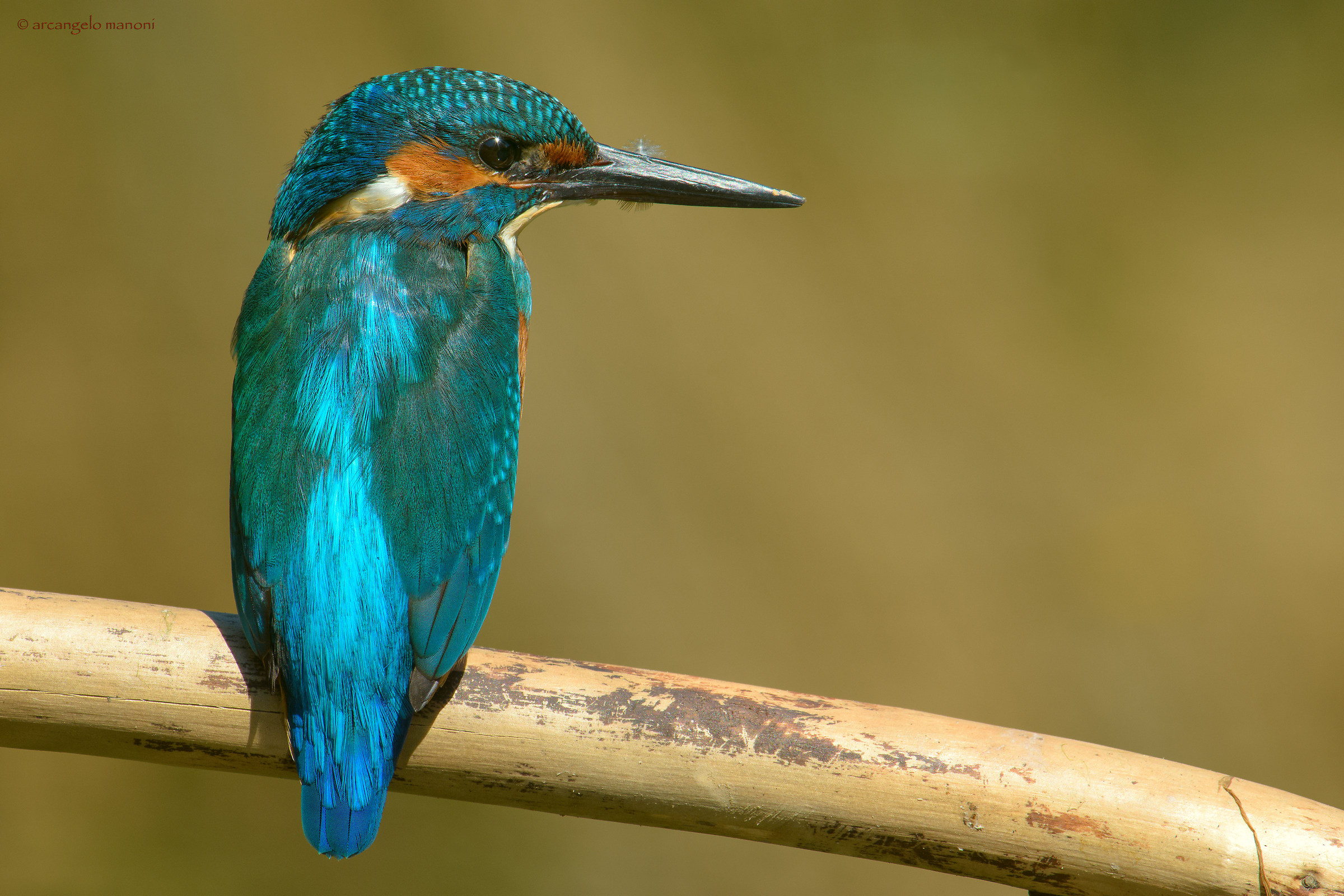 Dopo la pulizia una penna perduta