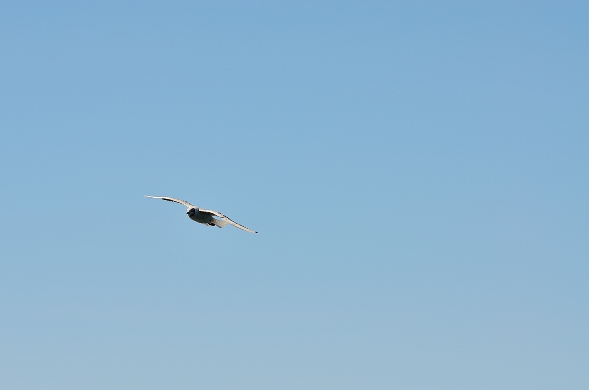 Gabbiano in volo ad Angera