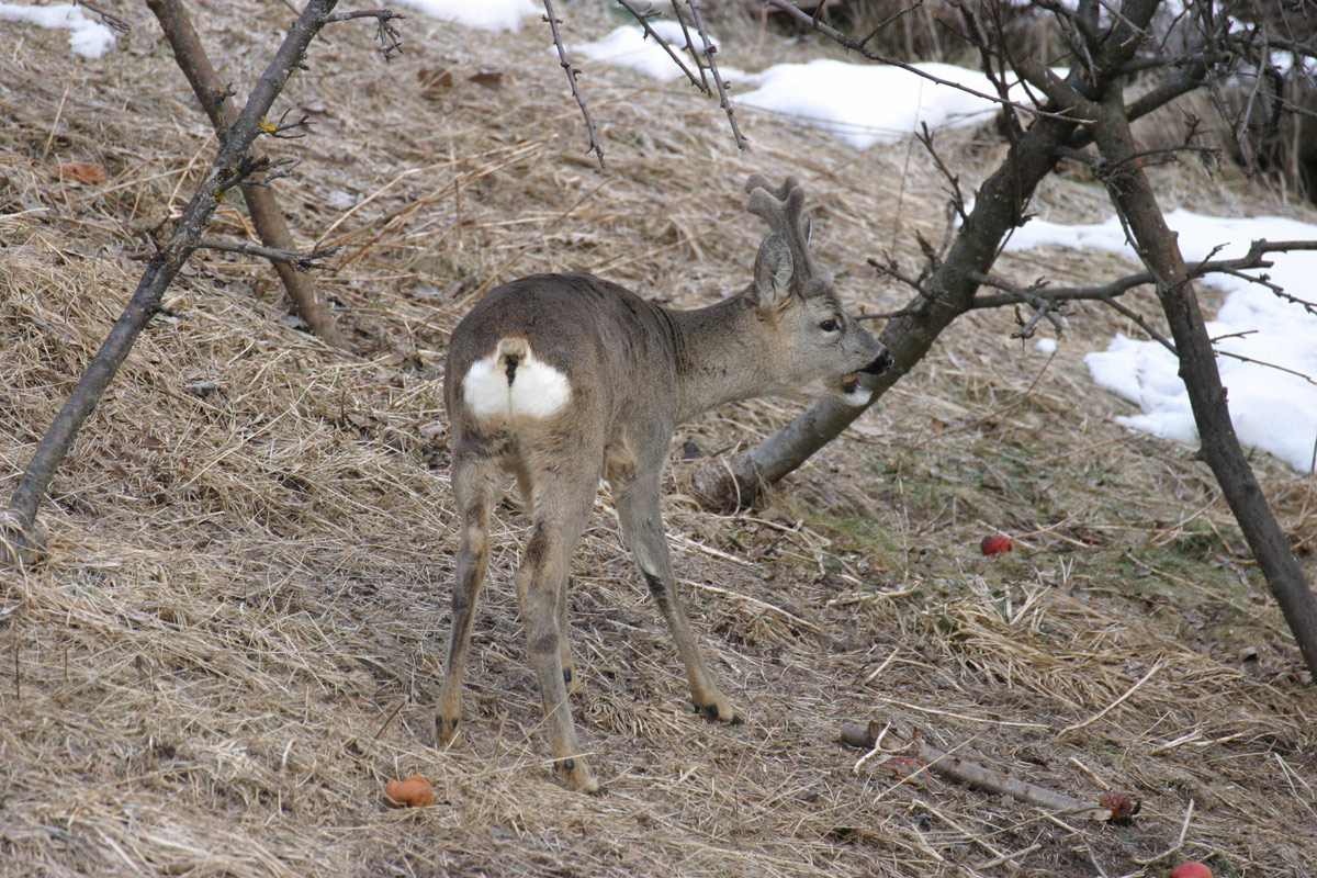 capriolo in cerca di mele
