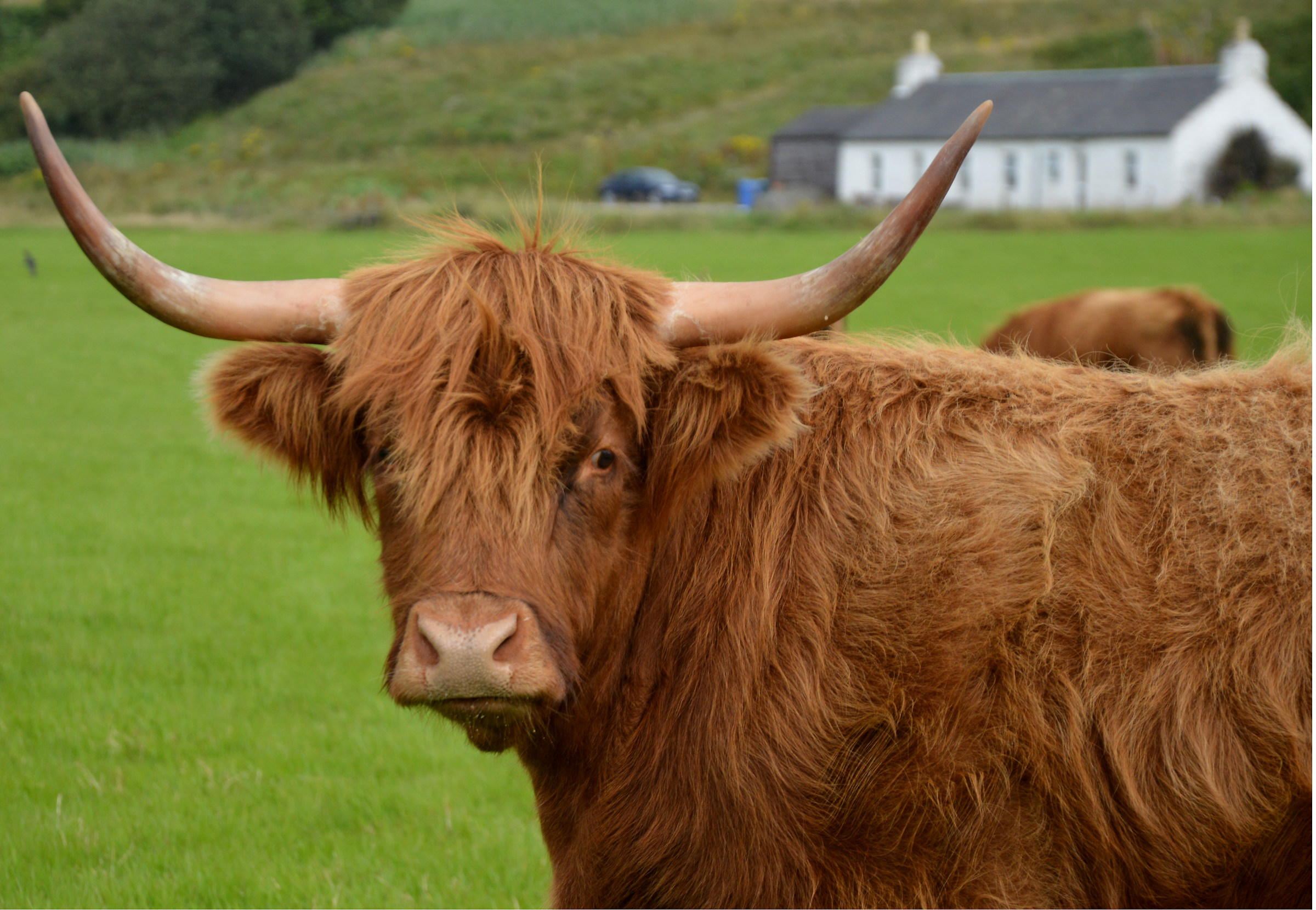 Highland ( razza bovina scozzese)