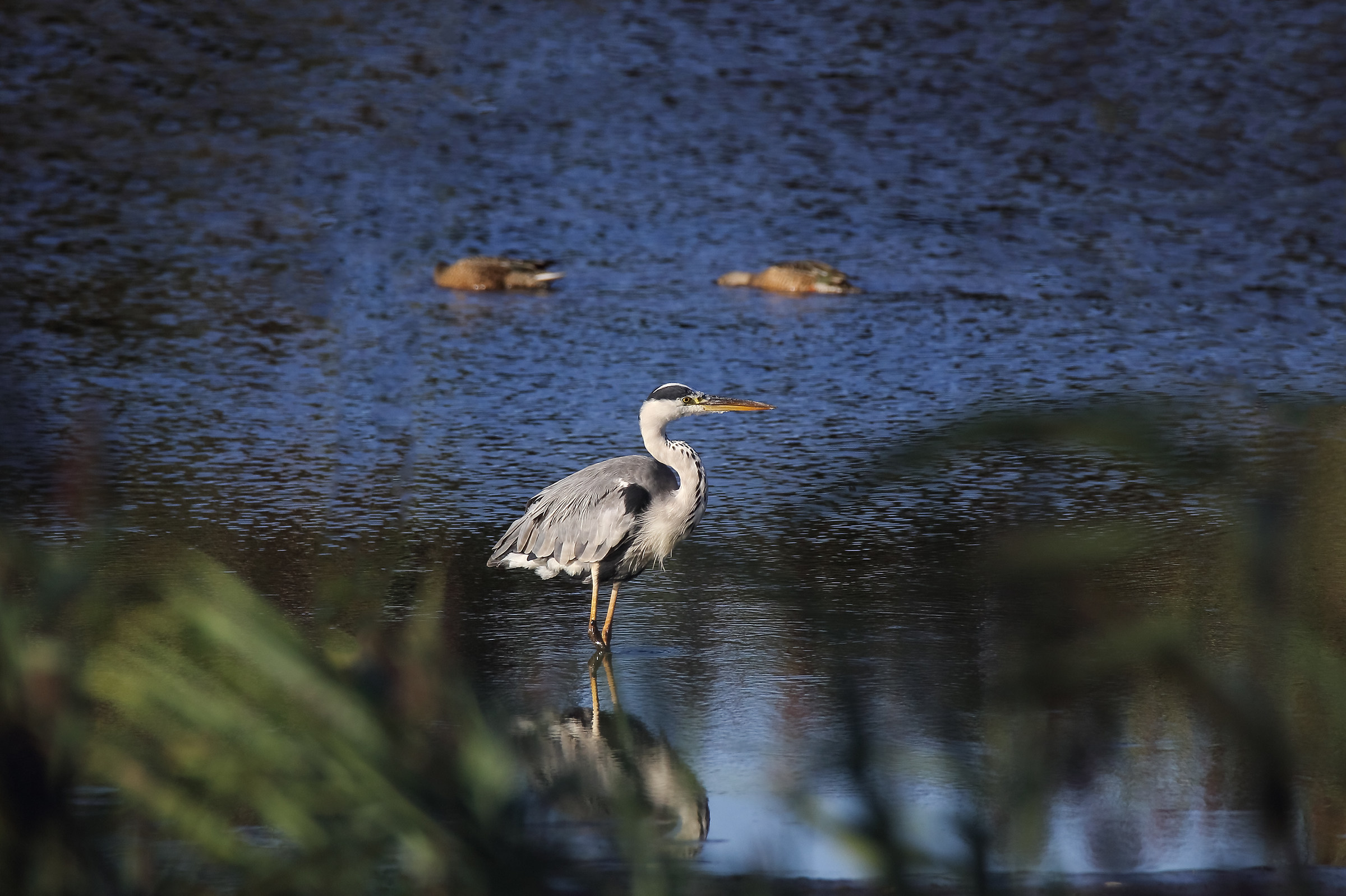 Heron waiting