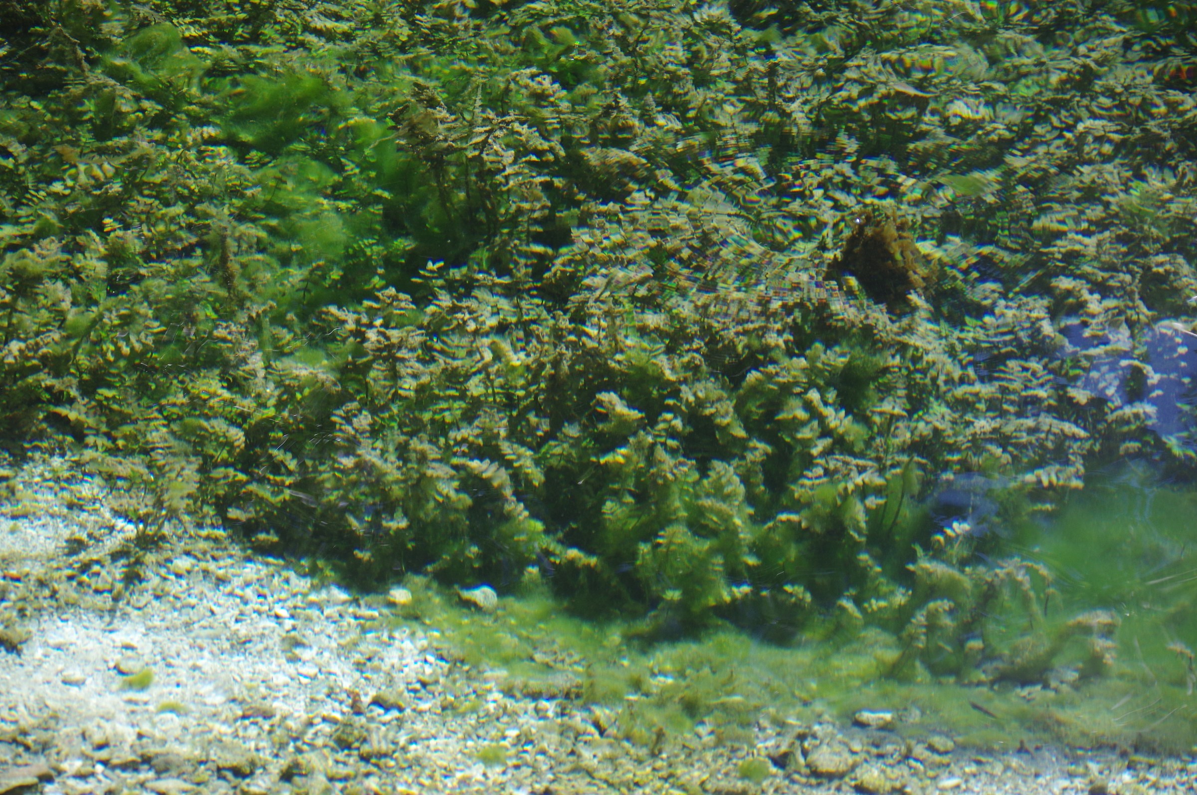 Clitunno sources: underwater flora