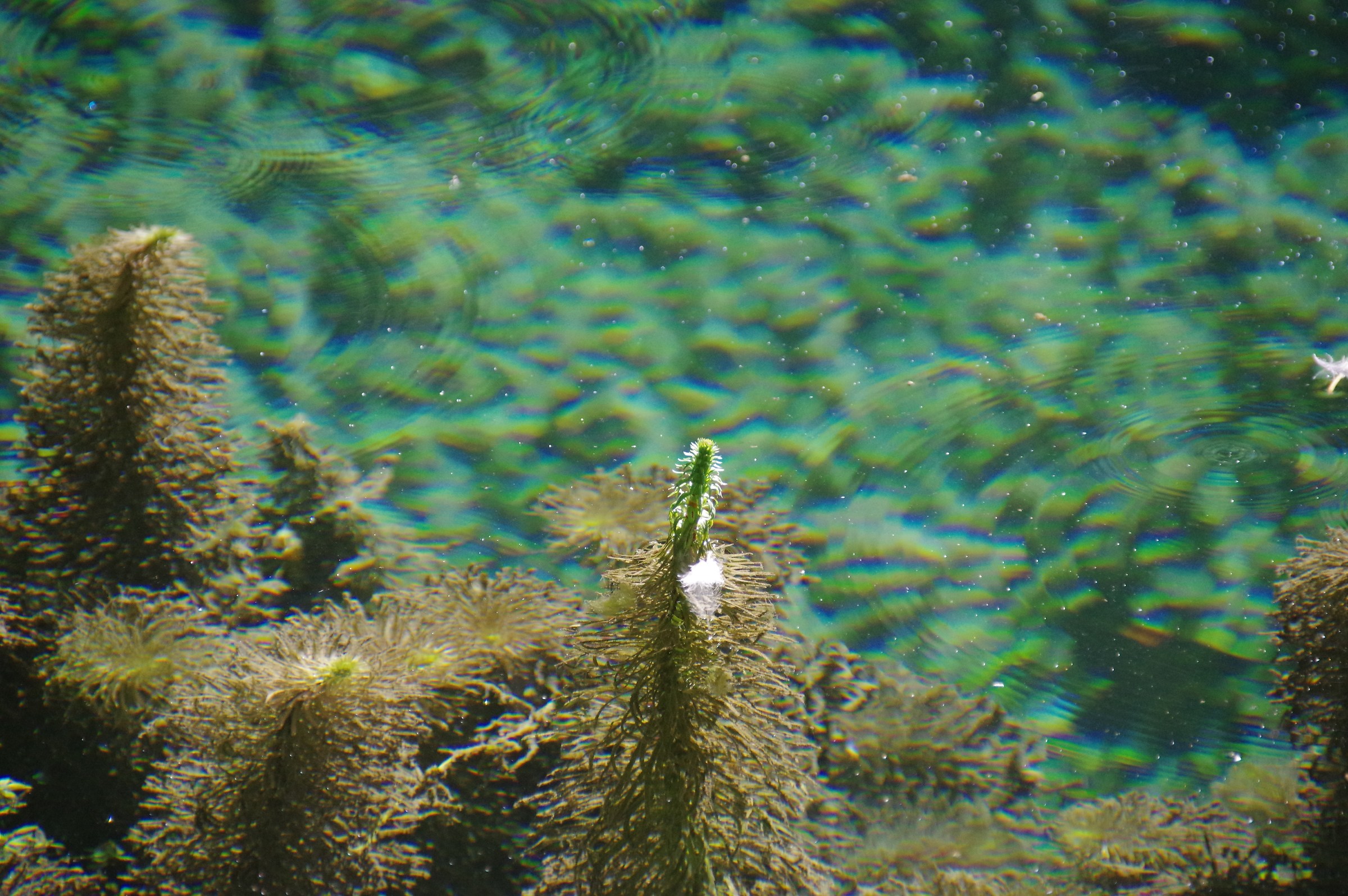 Clitunno sources: underwater flora that sticks out