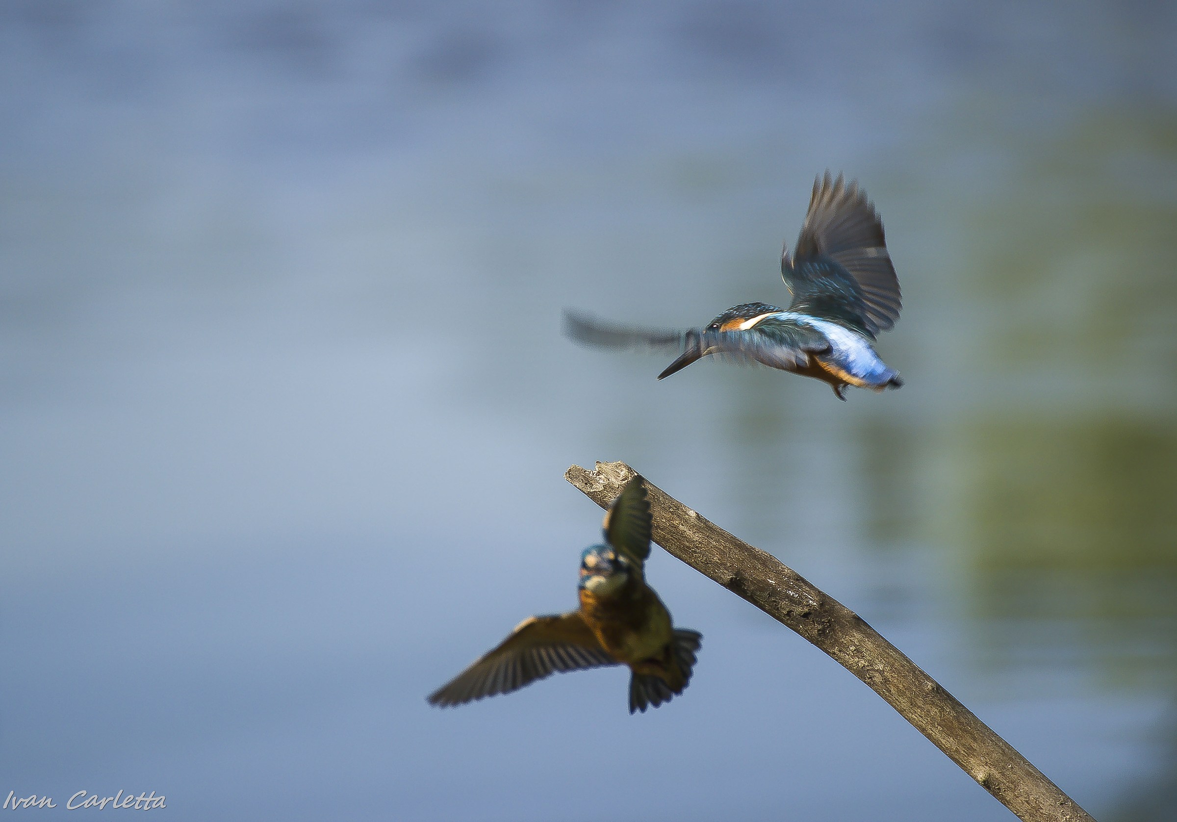 Coppia Martin Pescatore