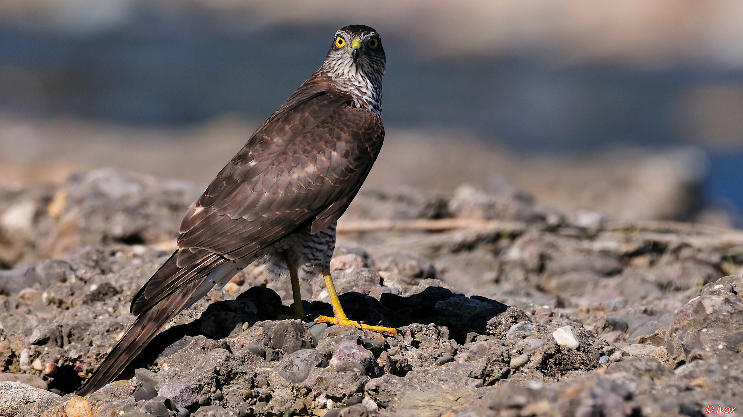 I think it's sparrowhawk