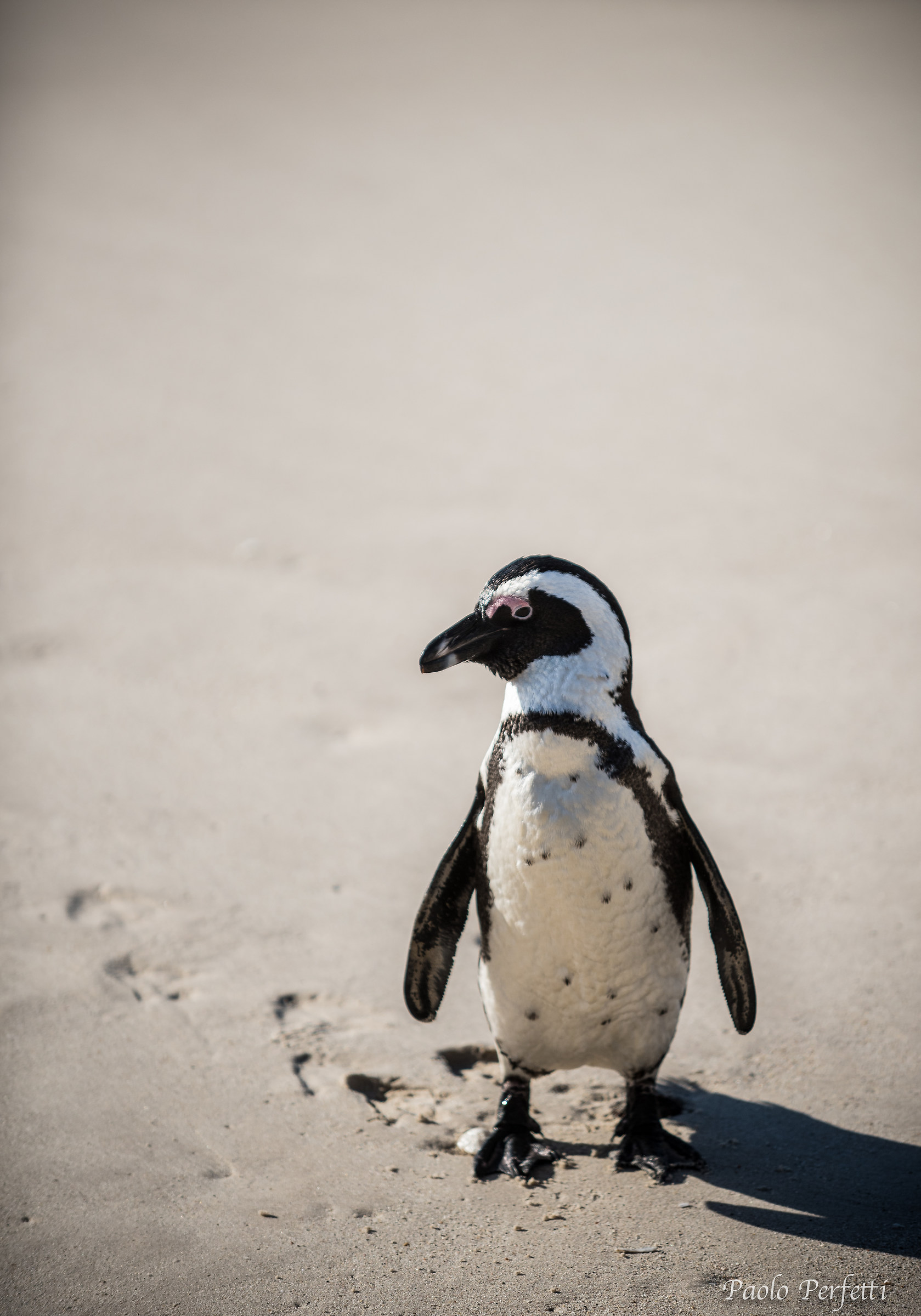 Boulders beach
