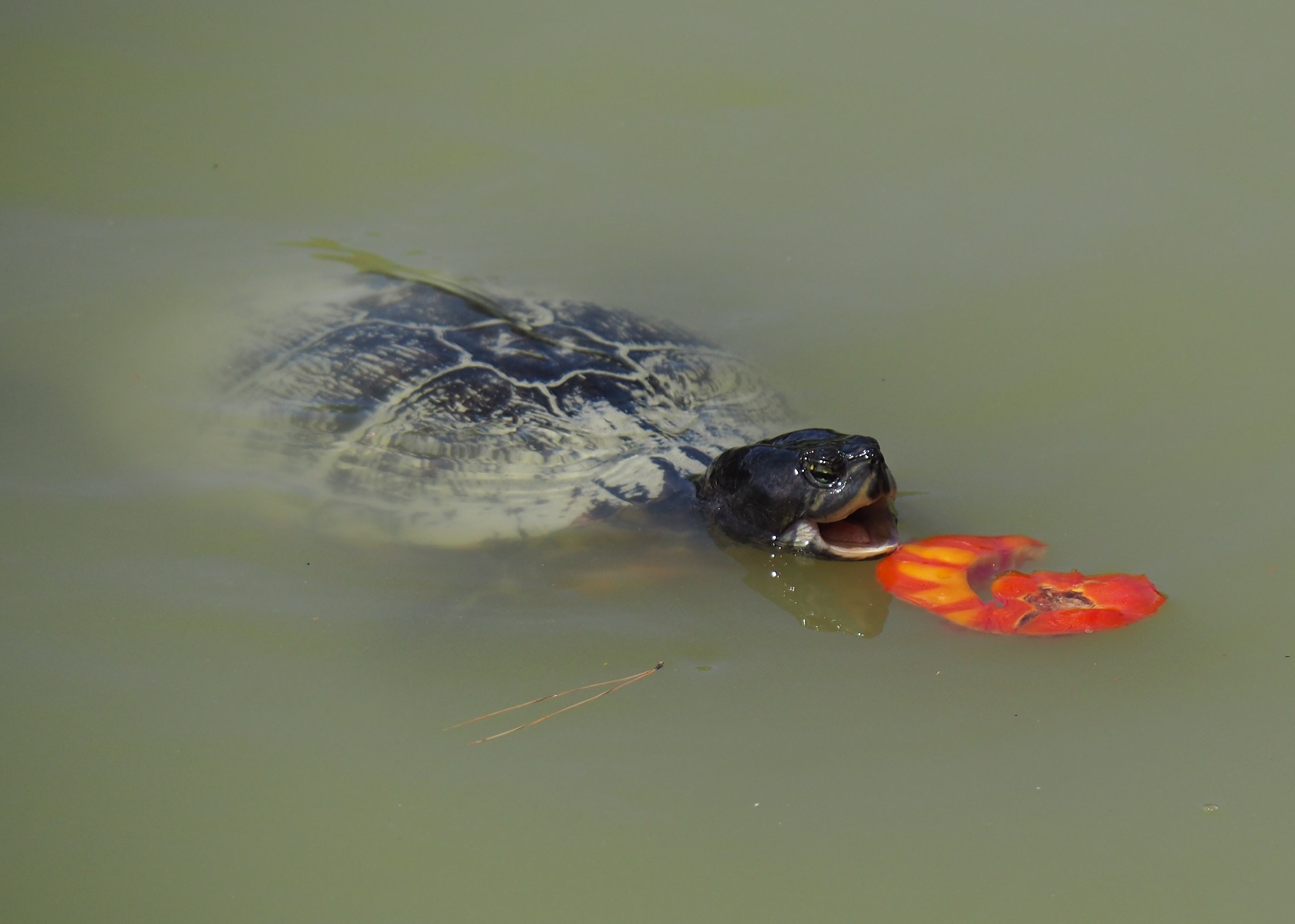 Colazione con pomodoro