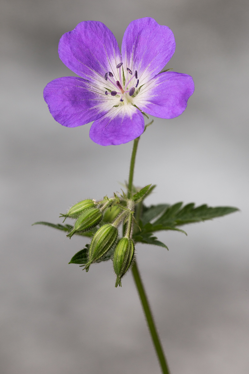 Geranio selvatico (Geranium sylvaticum)...