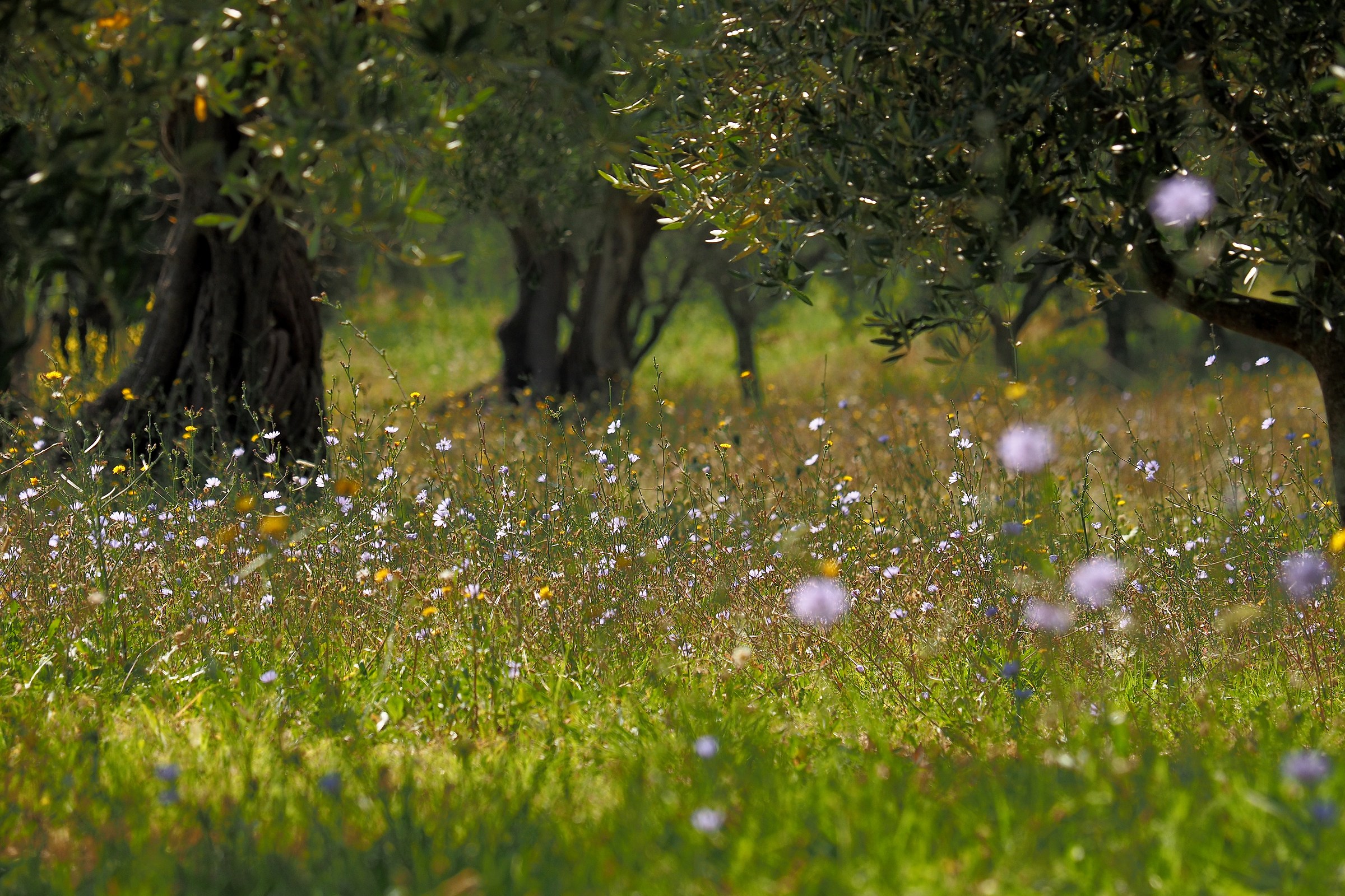 Fiori di campo tra gli ulivi