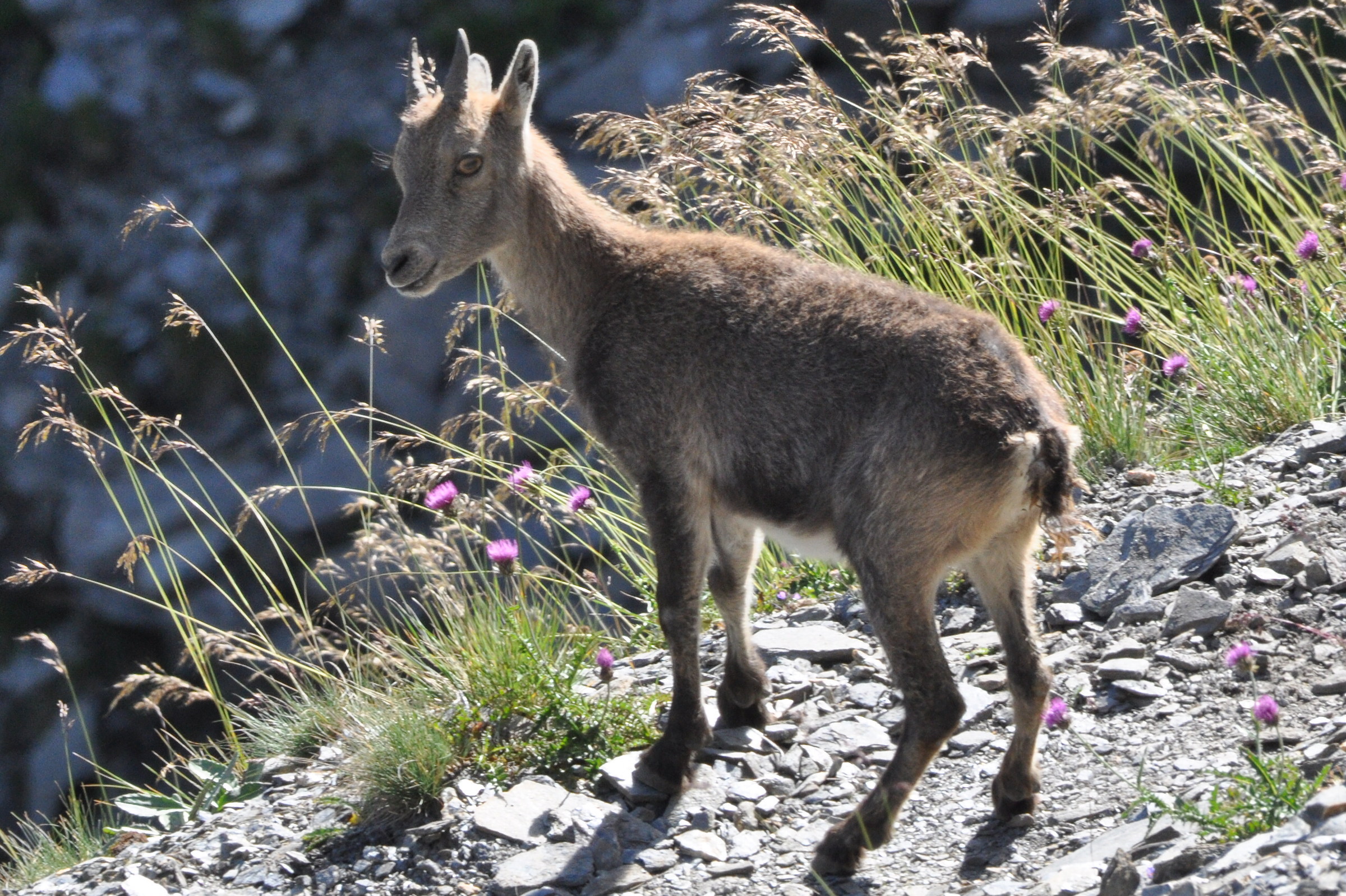 Stambecco sul col de l'iseran
