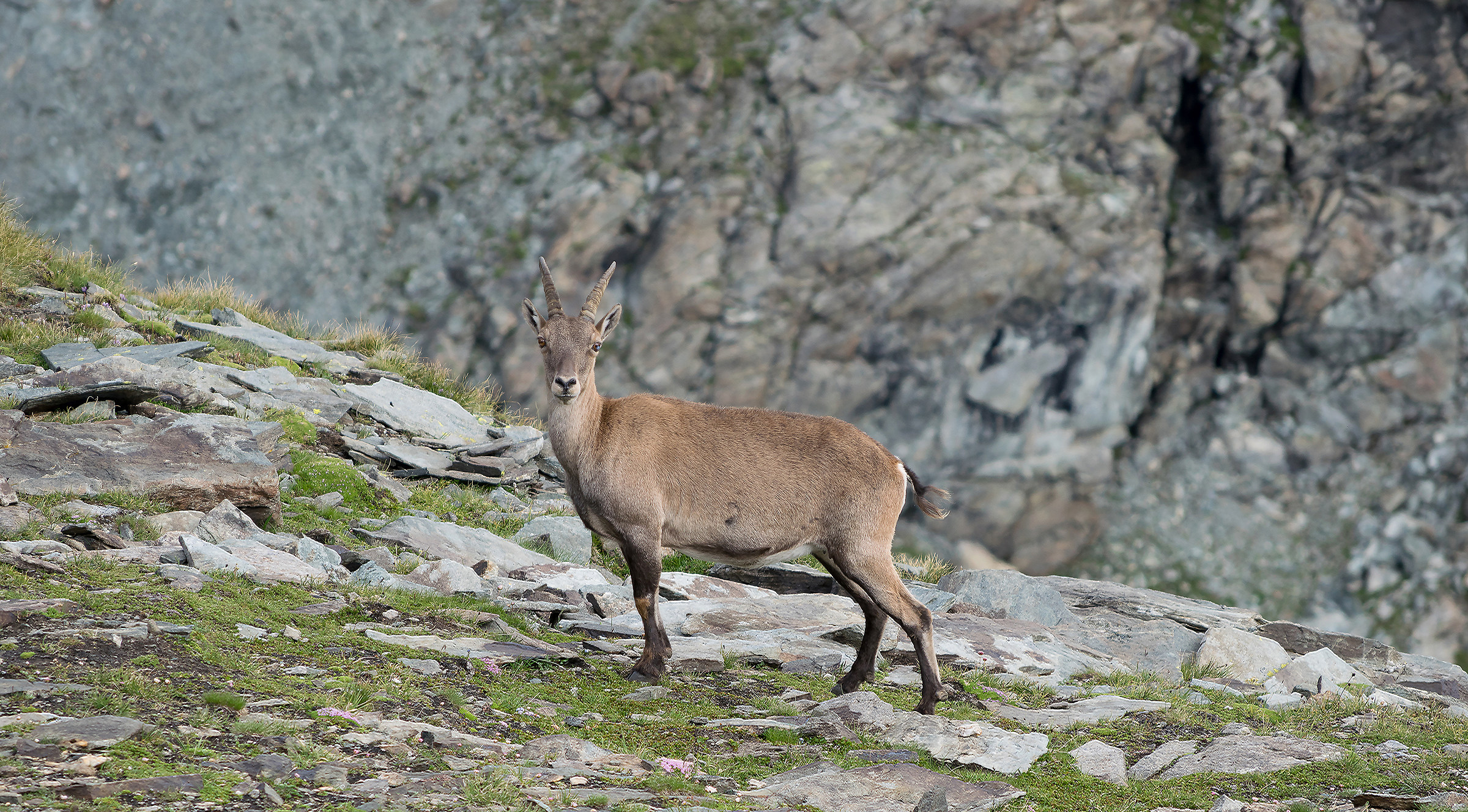 Capra ibex