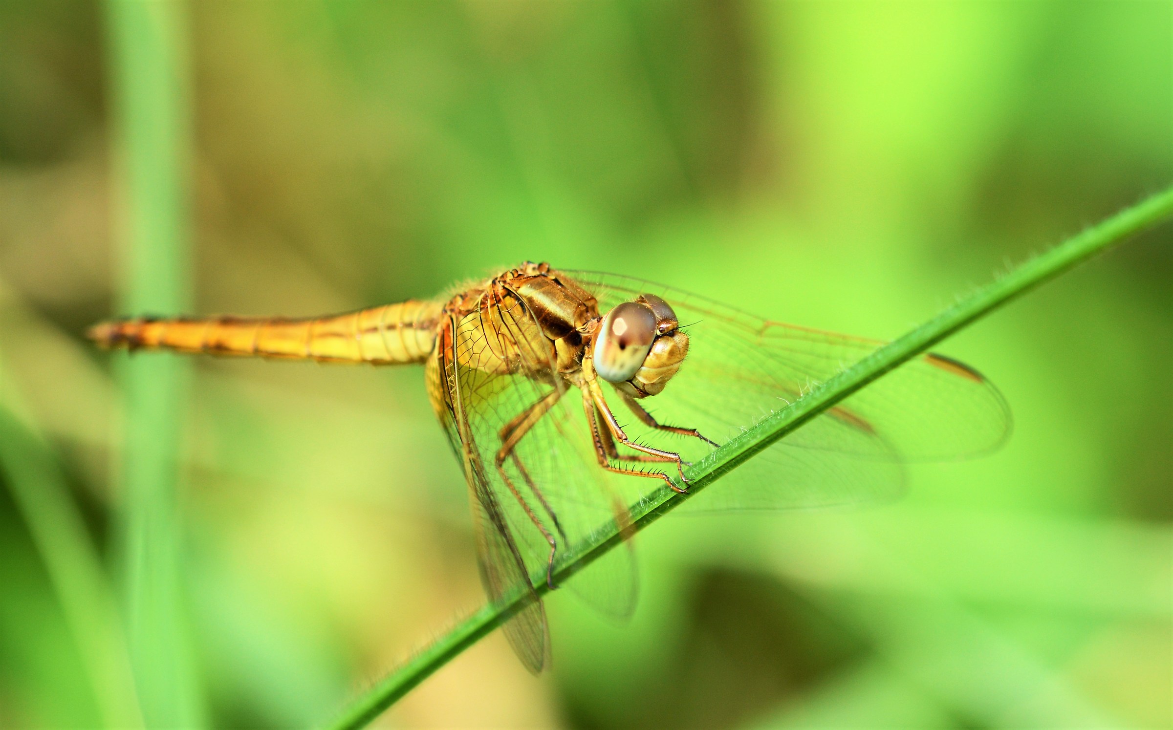libellula