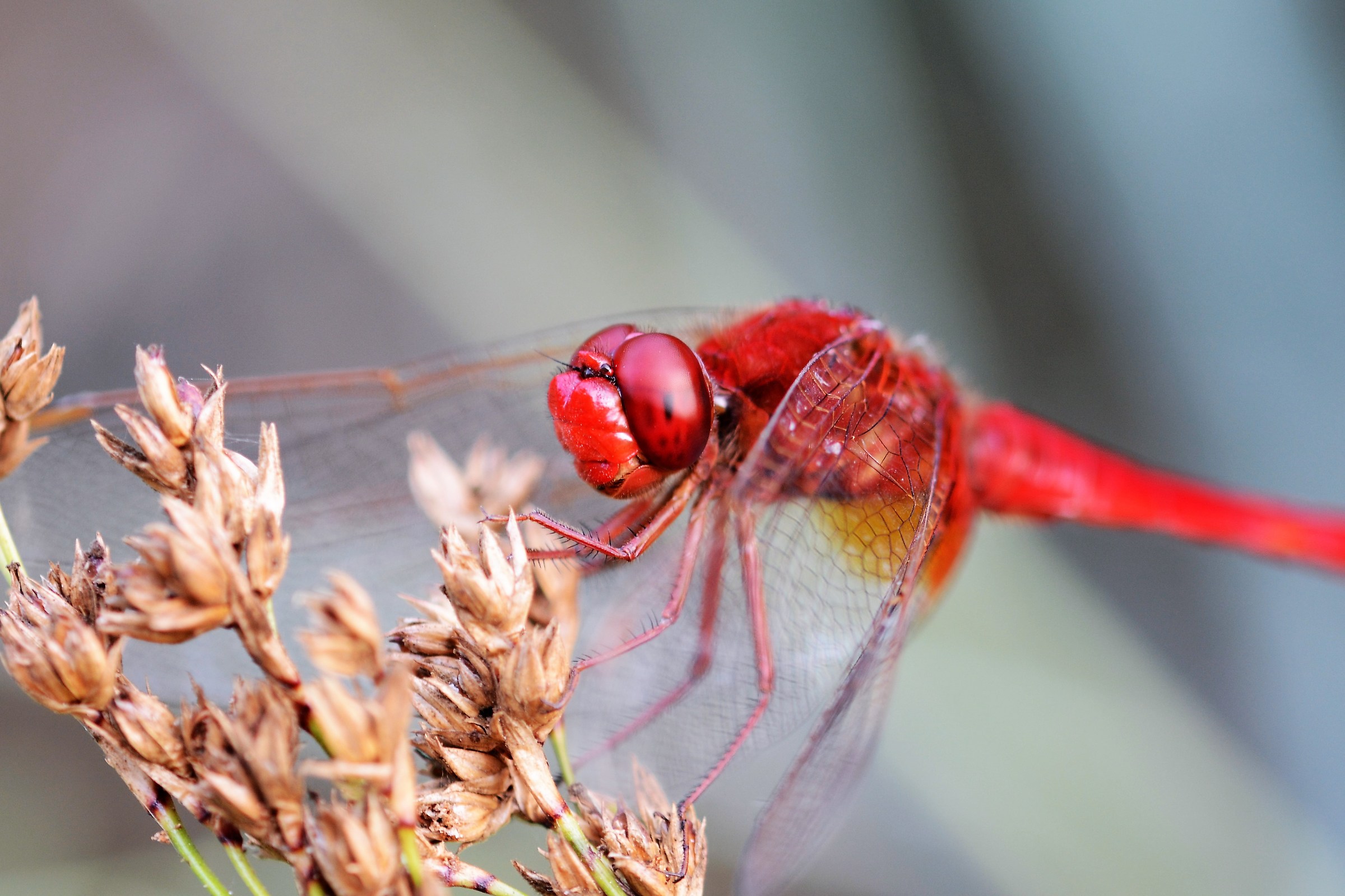 libellula rossa delle Camargue