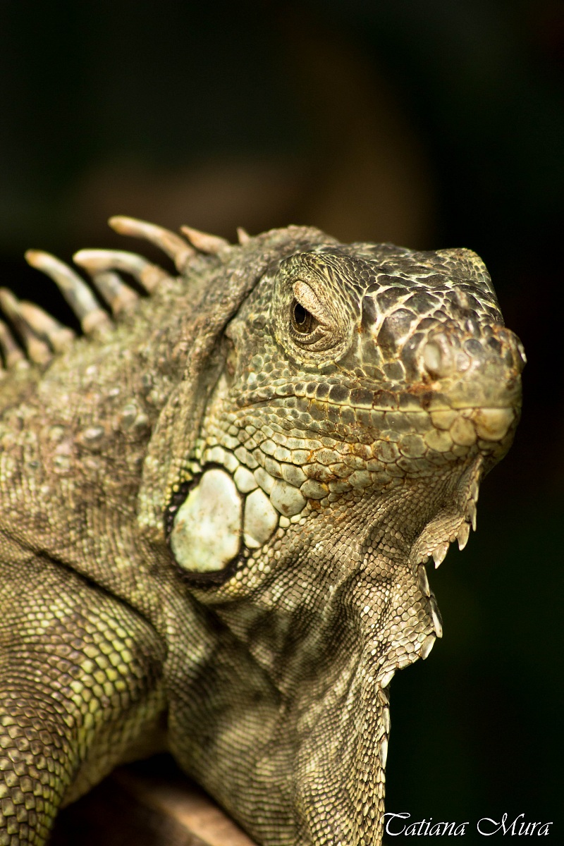 iguana