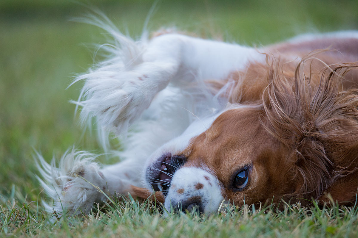 Walk in the grass ...