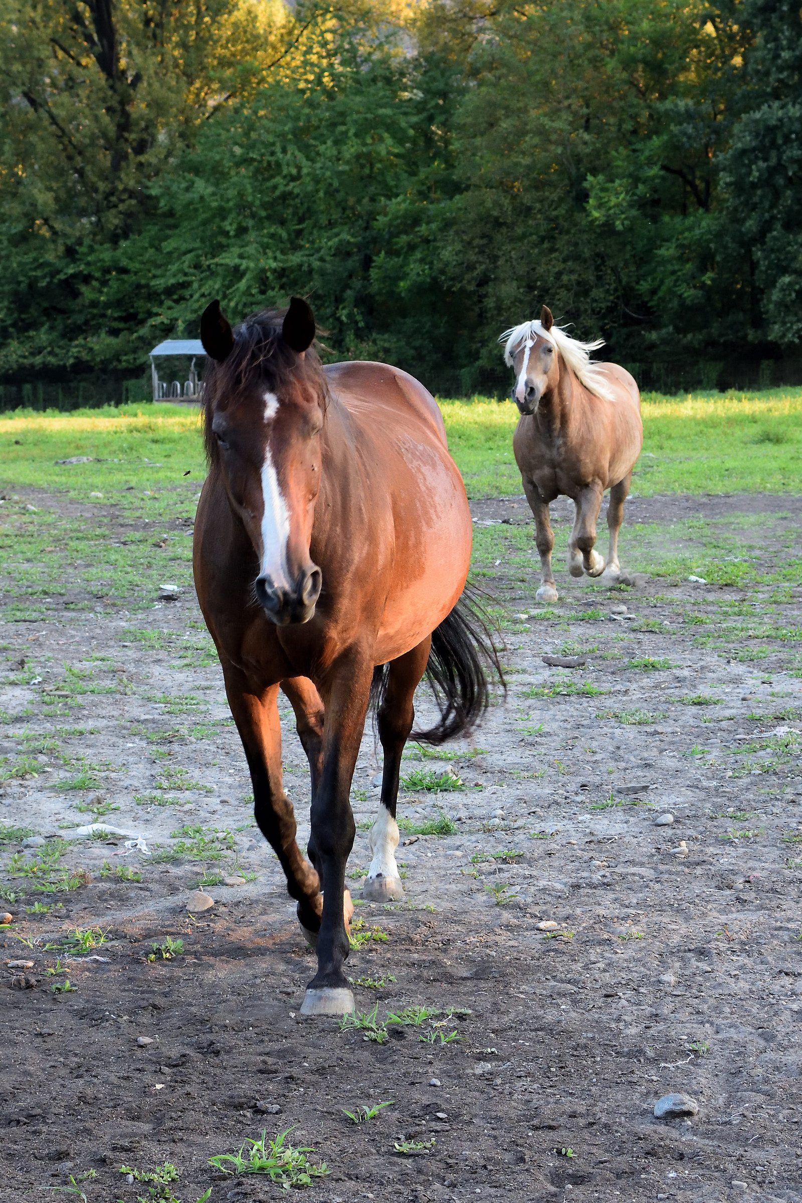 Al Trotto Verso Il Cibo