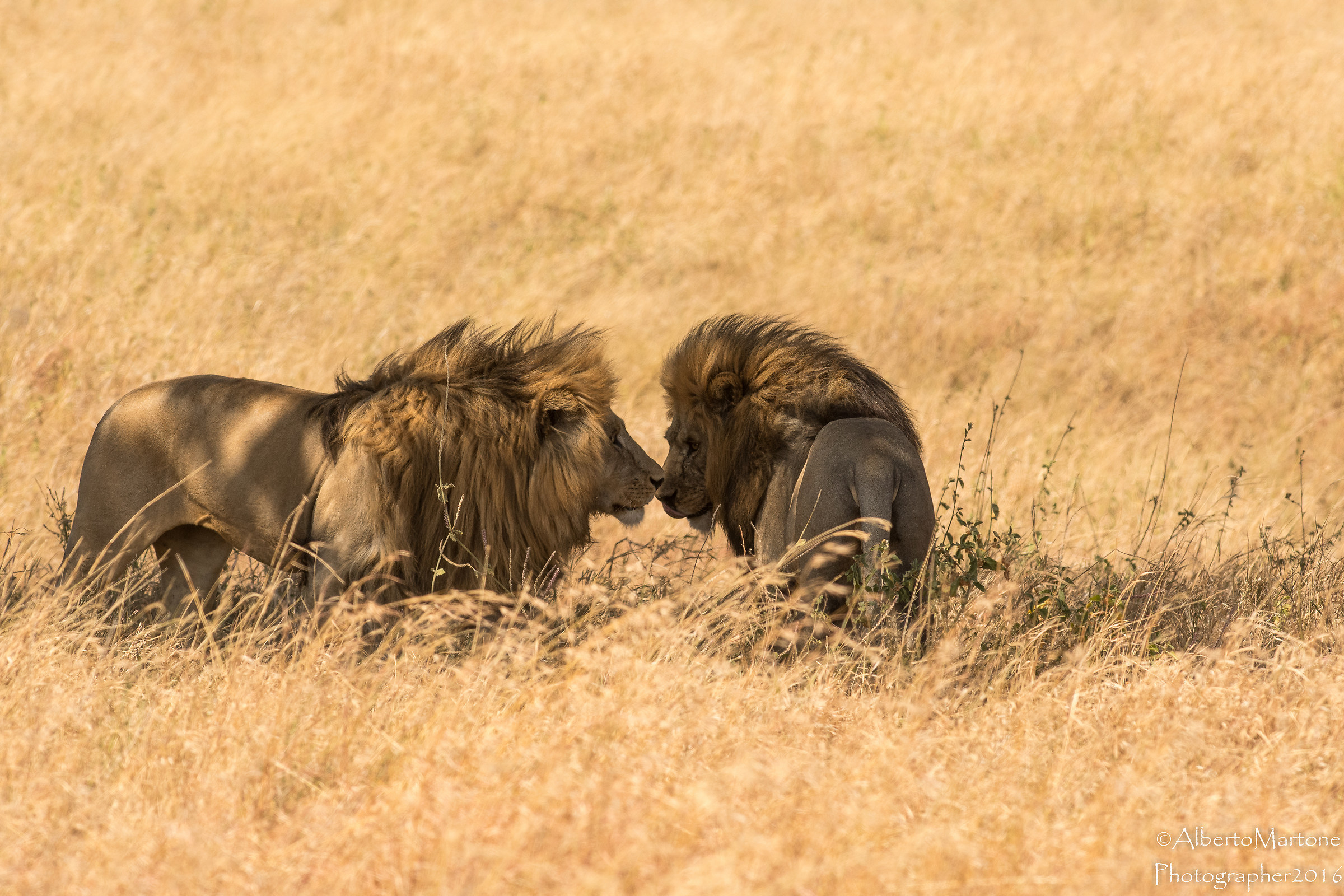 Looking between brothers